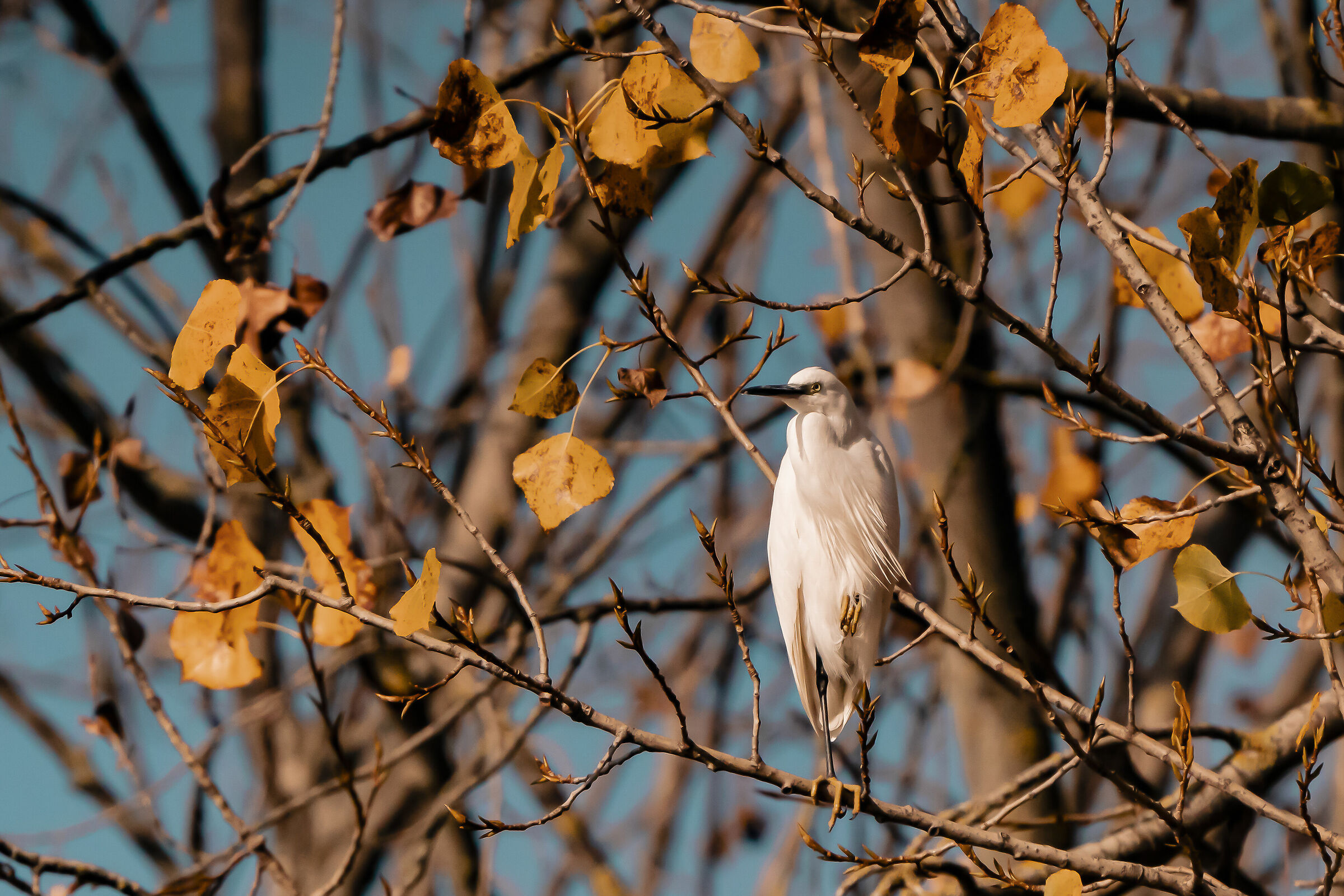 Observing the heron resting