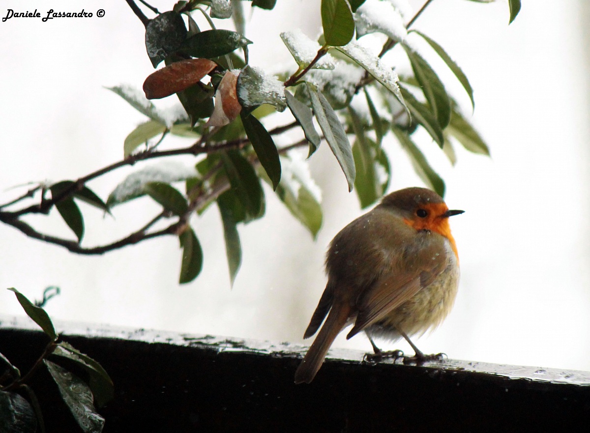 Pettirosso infreddolito