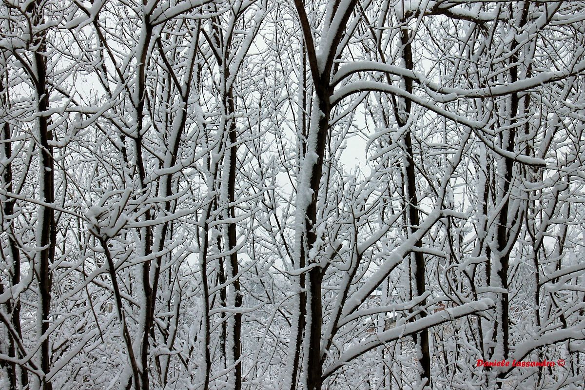 Alberi innevati