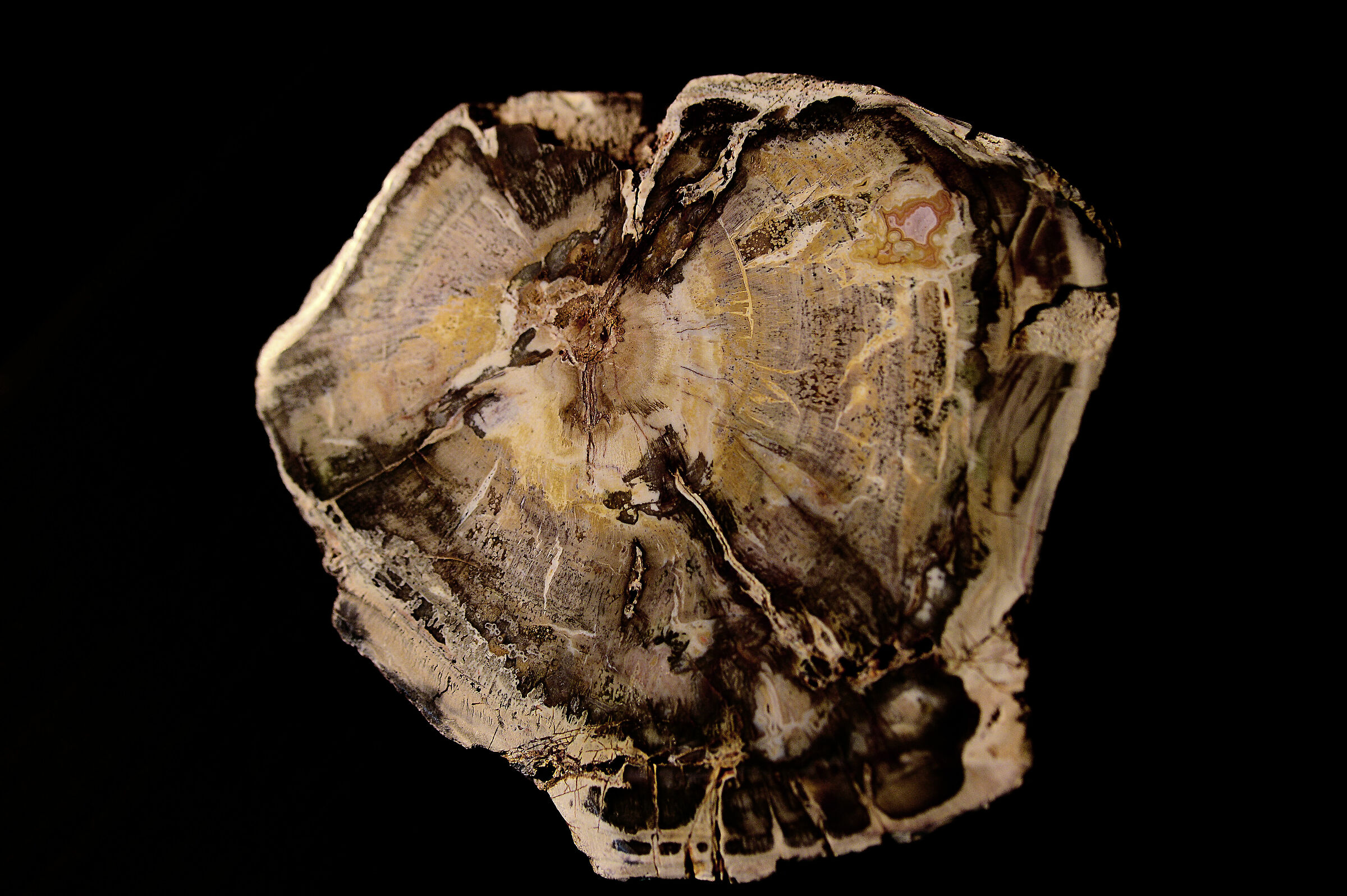 Fossil wood