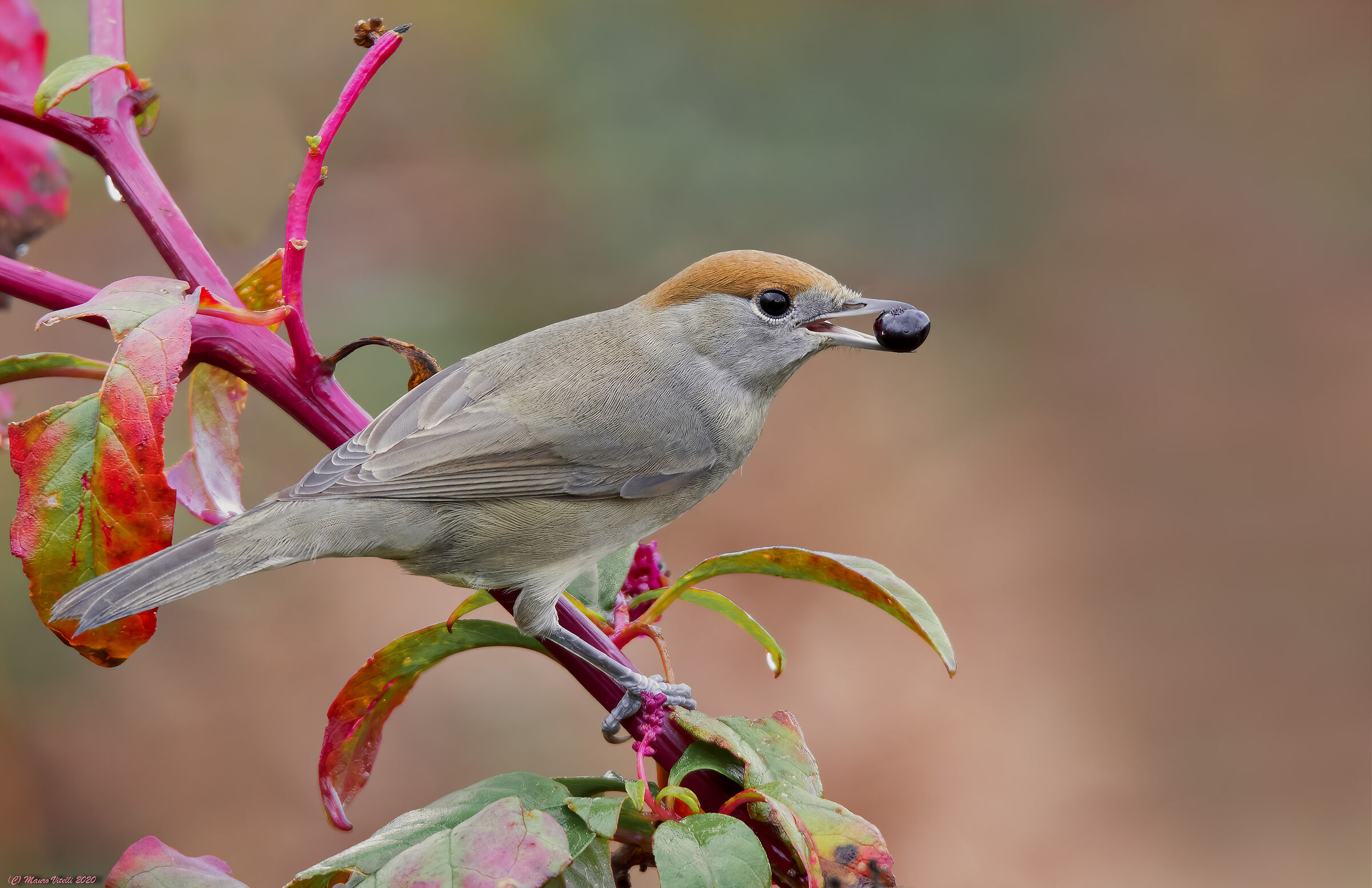 Capinera (Sylvia atricapilla) female