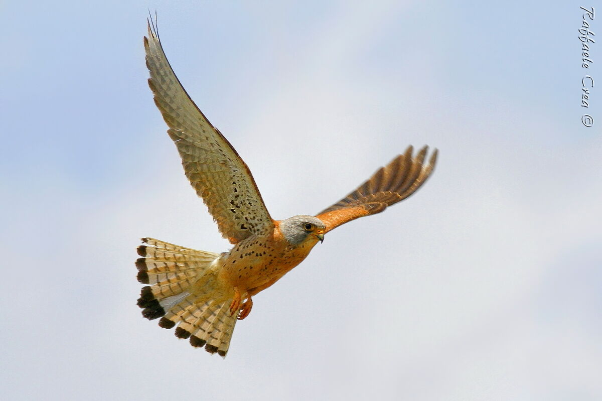 Falco Grillaio Male