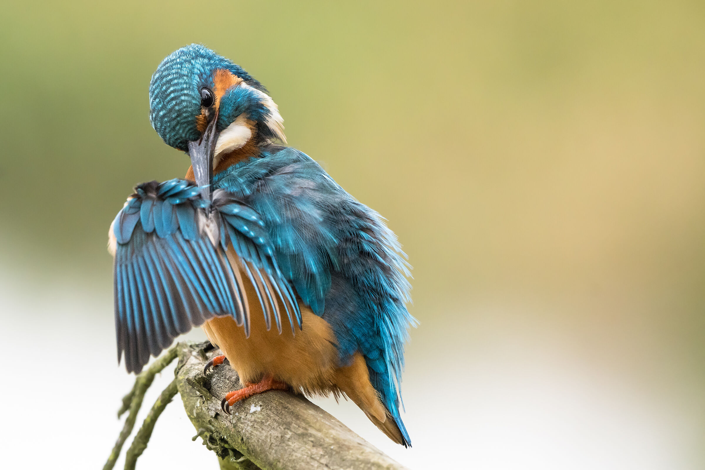 Common kingfisher (Alcedo atthis)