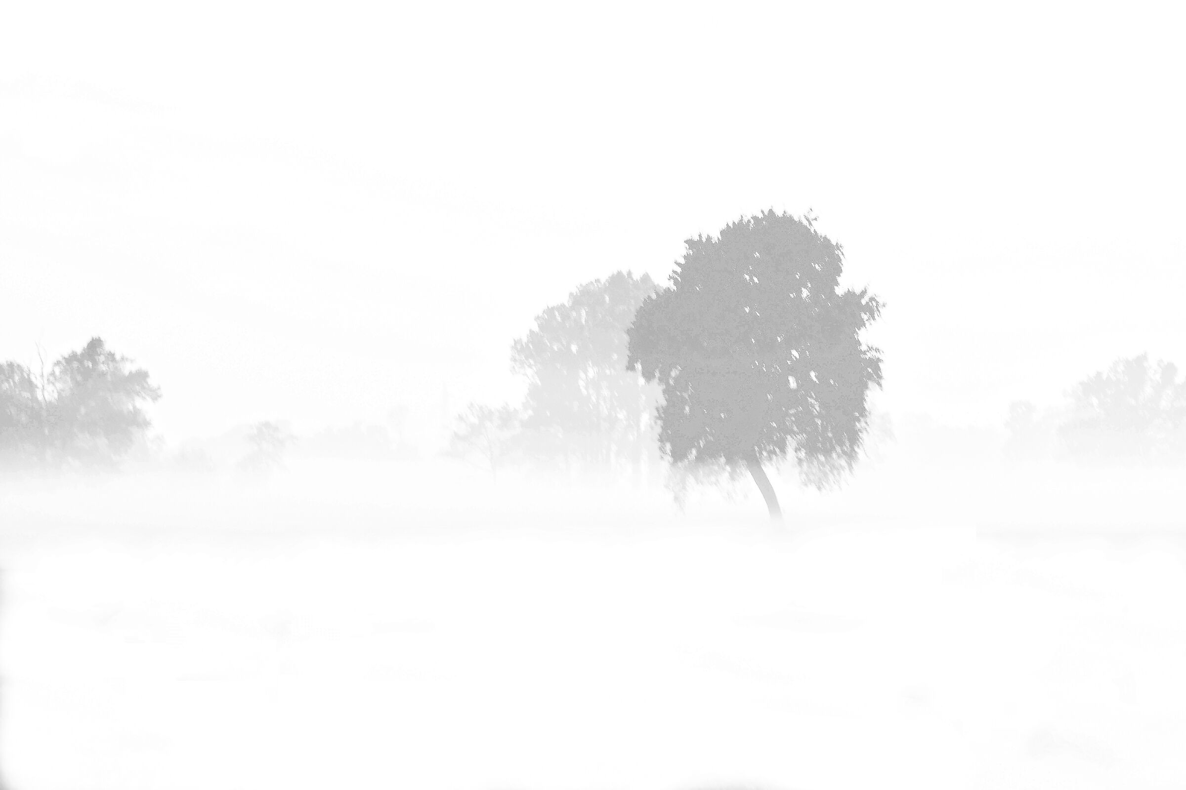 Improvvisamente ,dal nulla