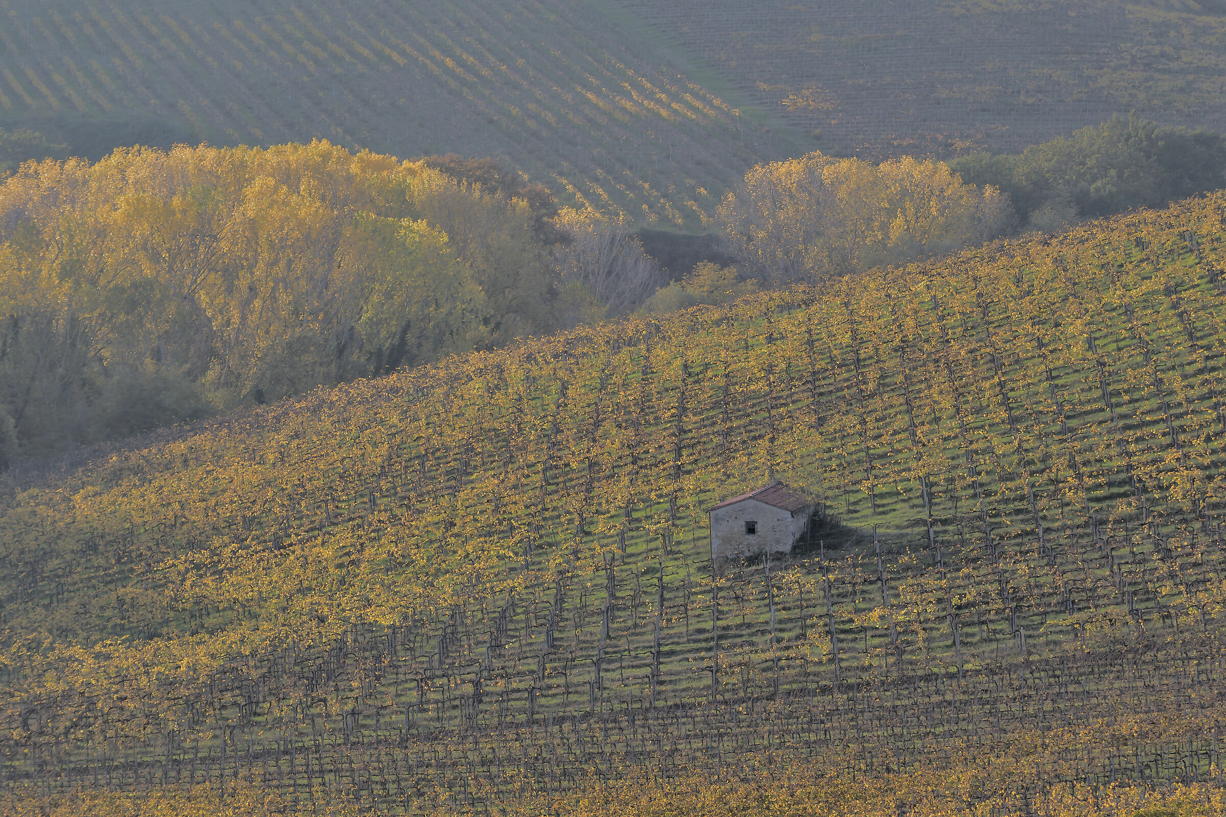 vigne Toscane novembre 2020