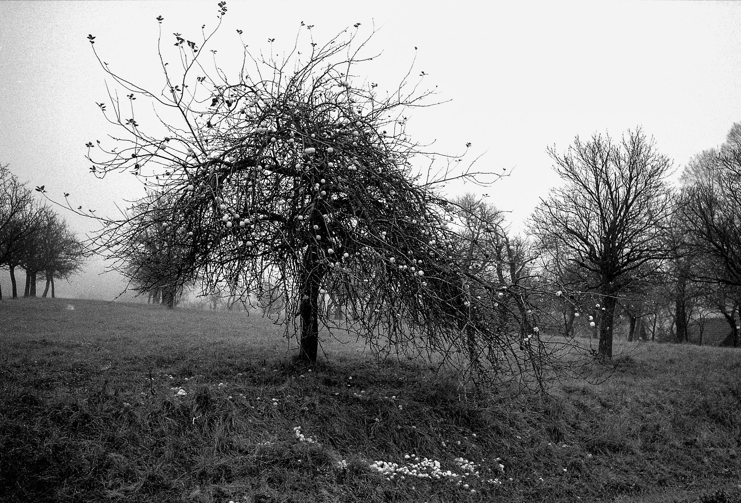 autunno nel frutteto