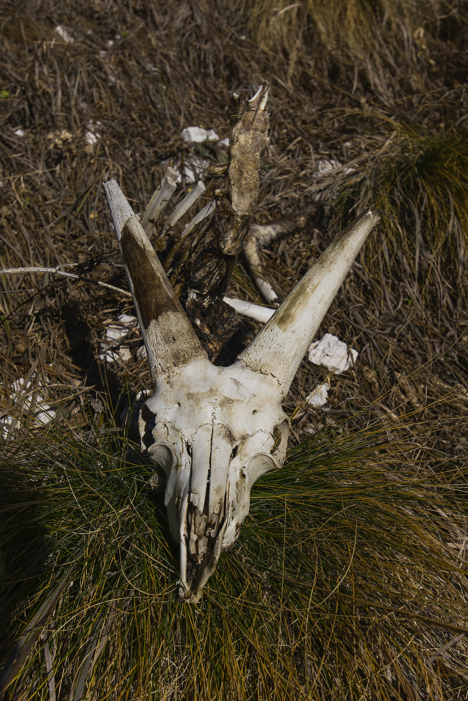 Teschio si stambecco