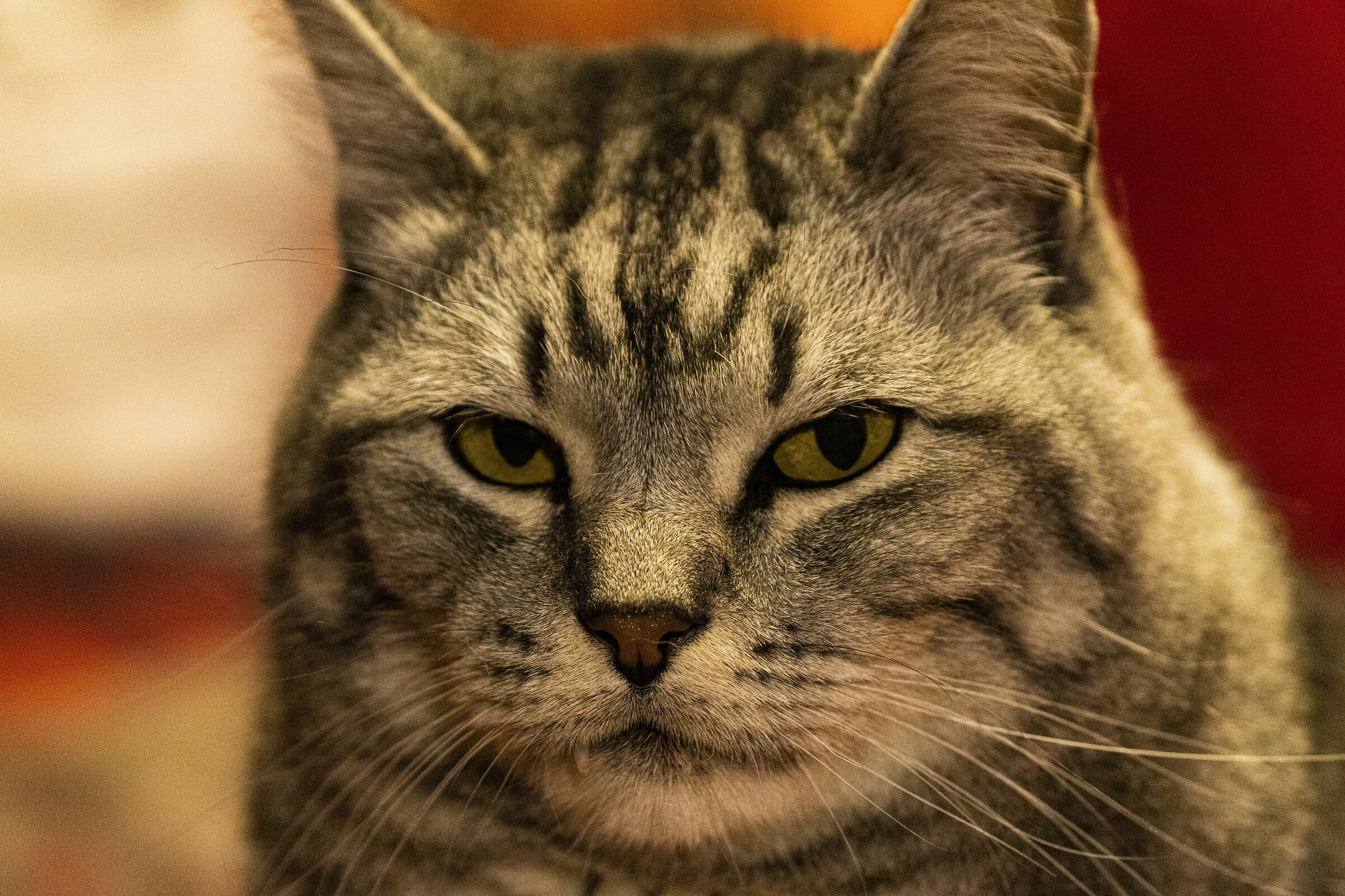 Etabeta una sera in poltrona