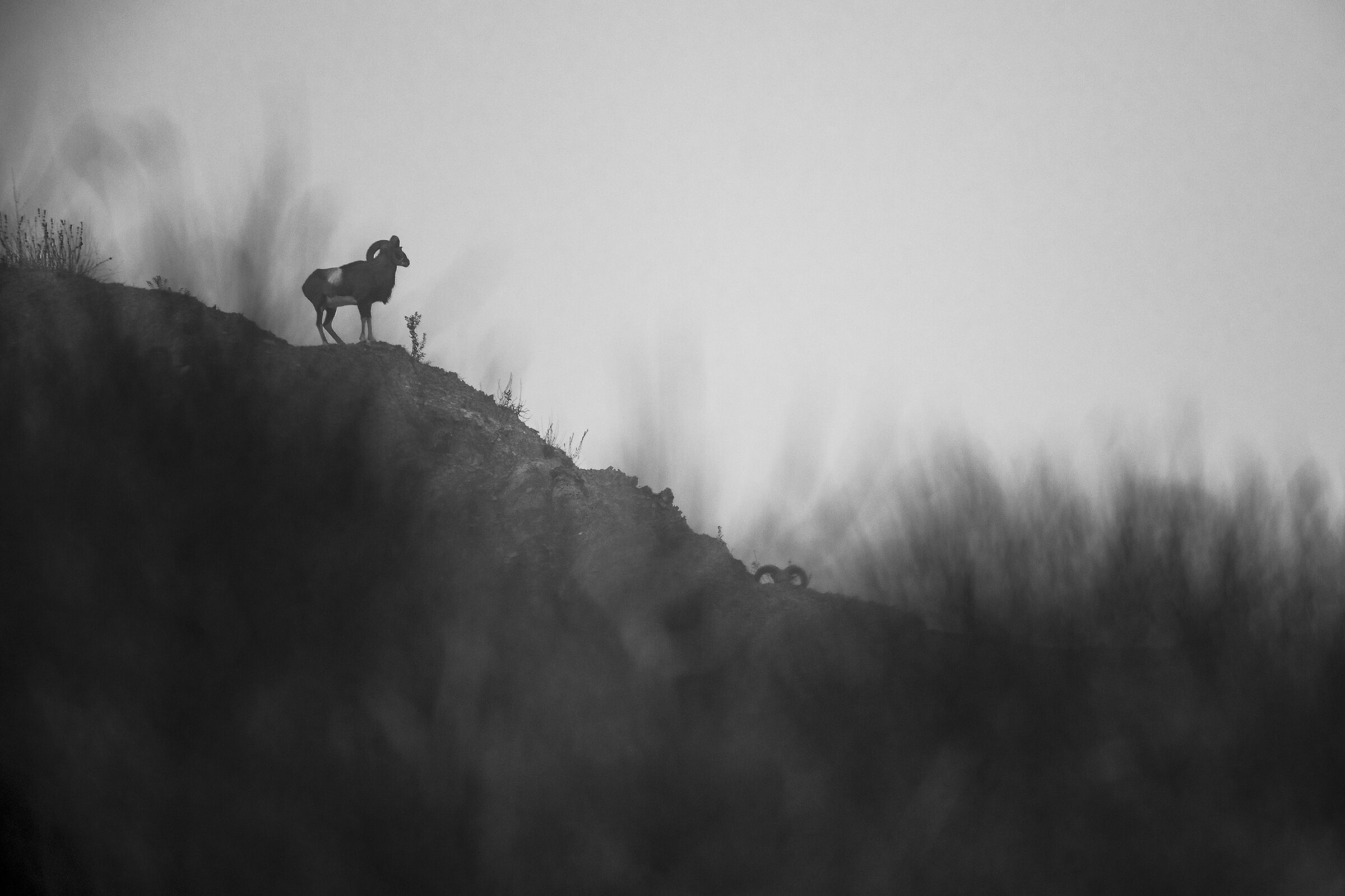 Muflone ..una nuova scoperta