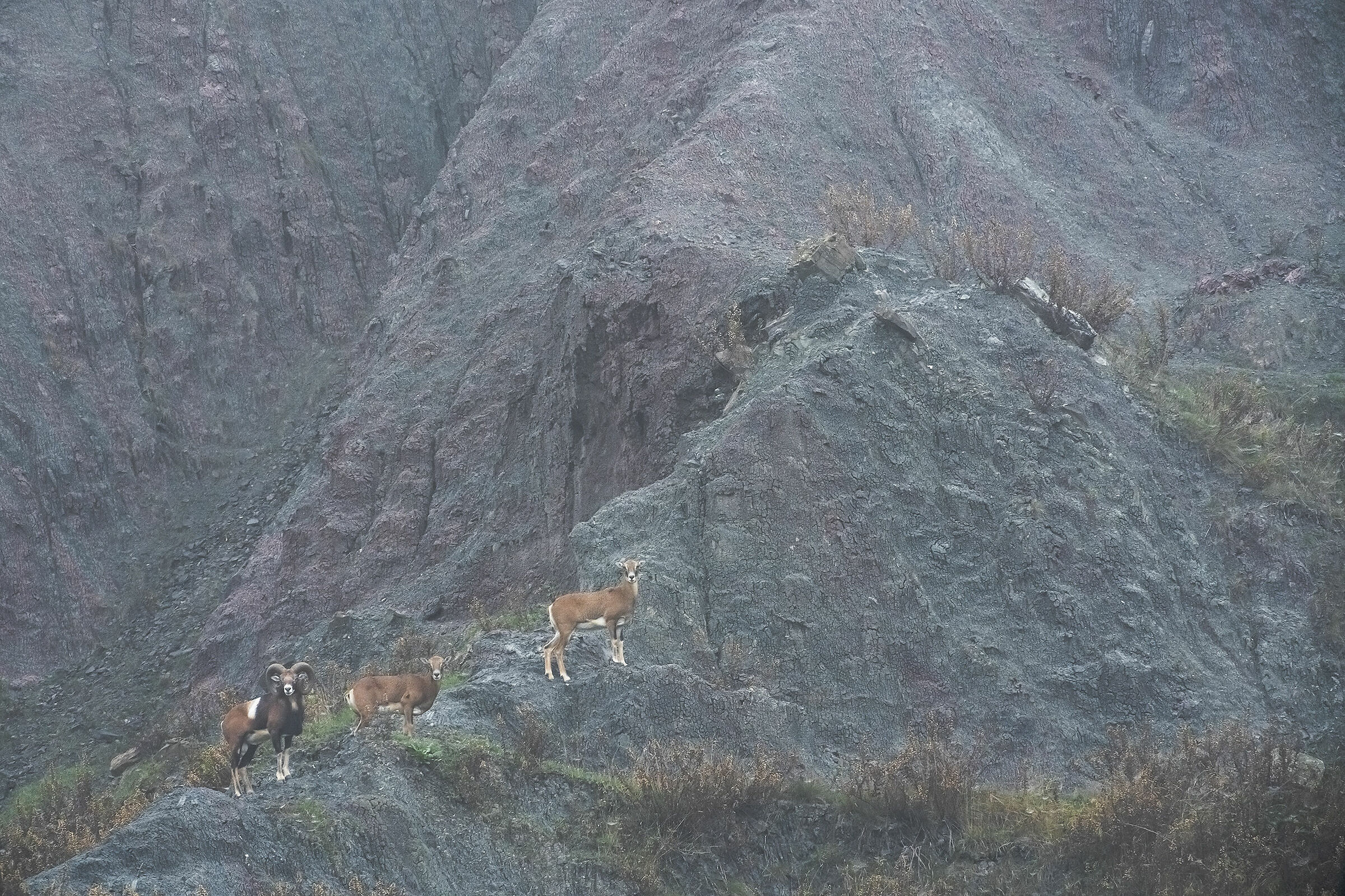 Muflone ..una nuova scoperta