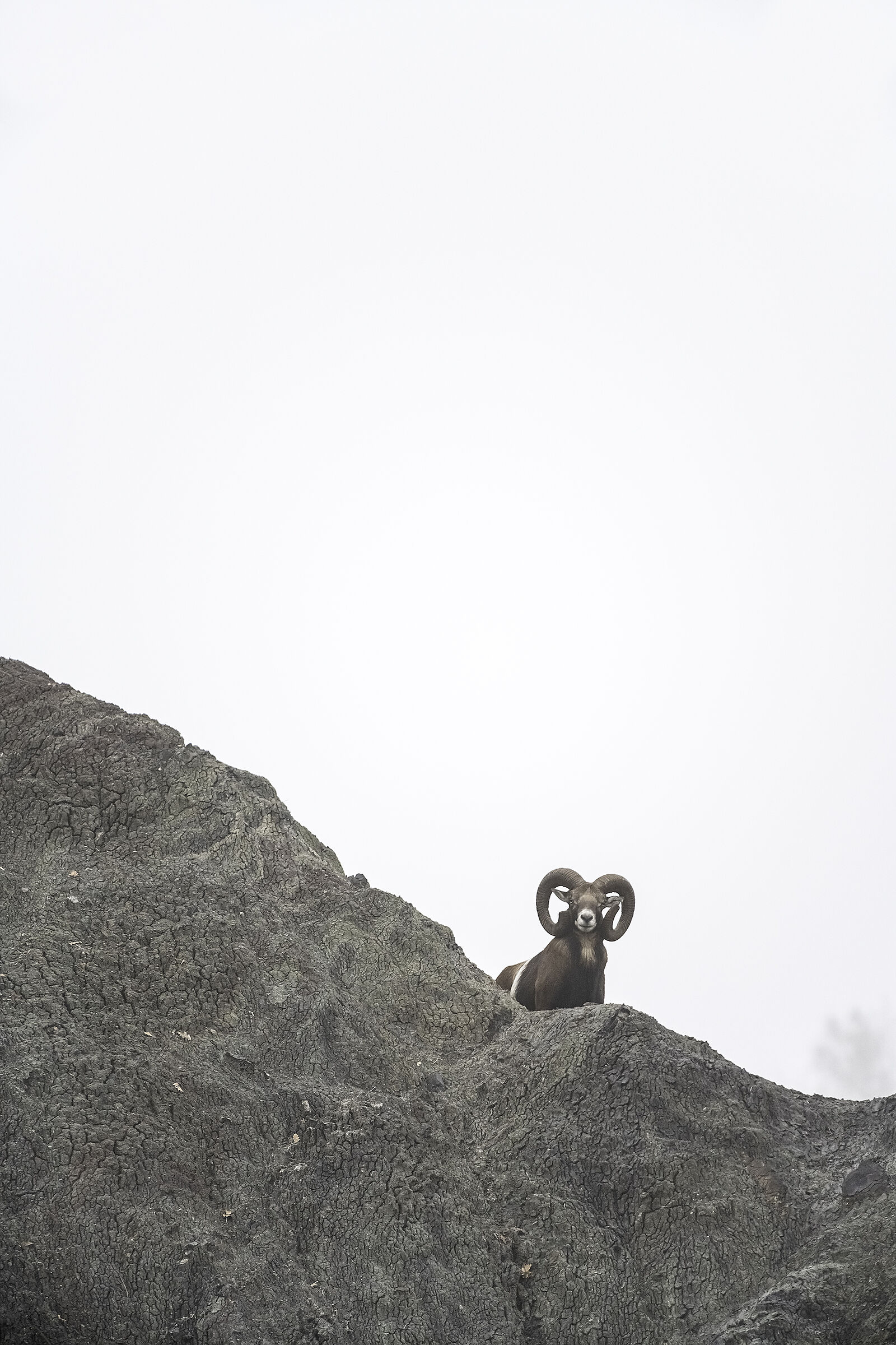 Muflone ..una nuova scoperta