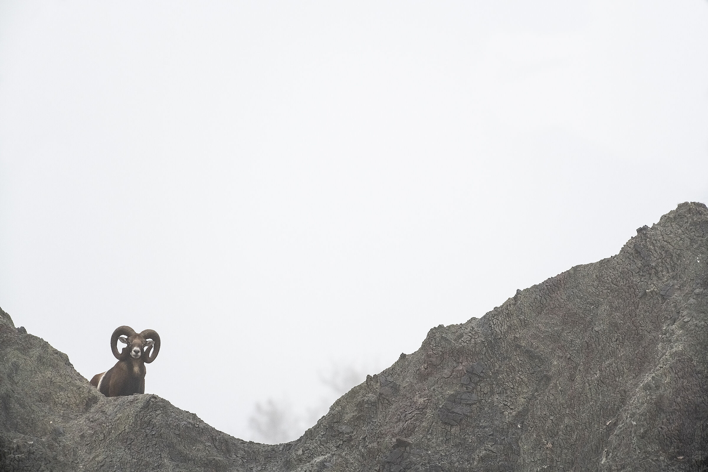 Muflone ..una nuova scoperta