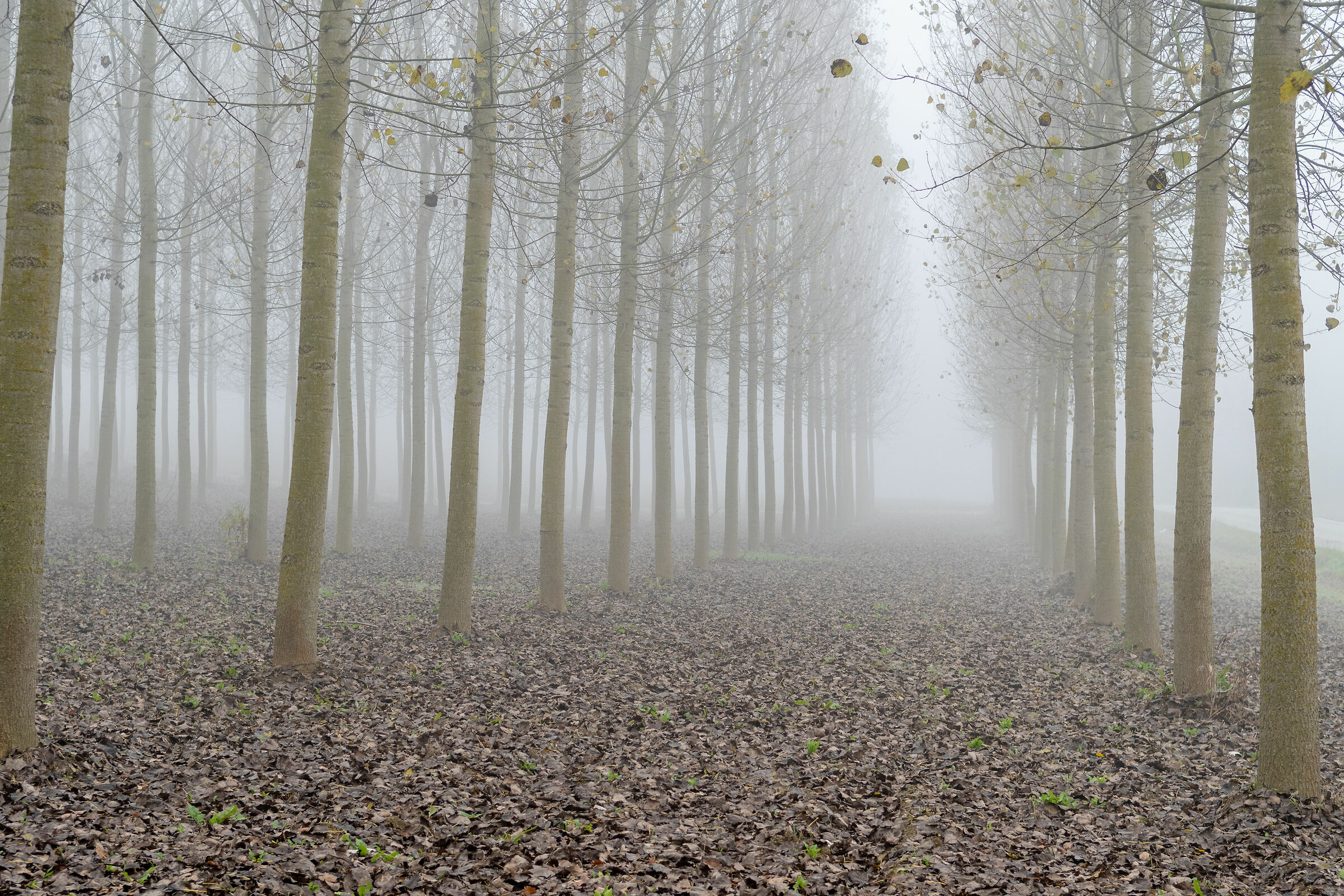 autunno Monferrato