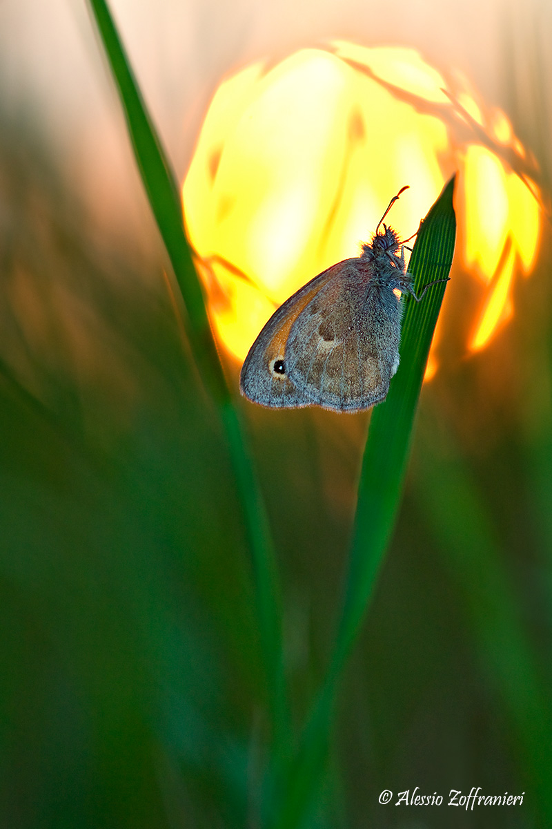 Coenonympha pamphilus
