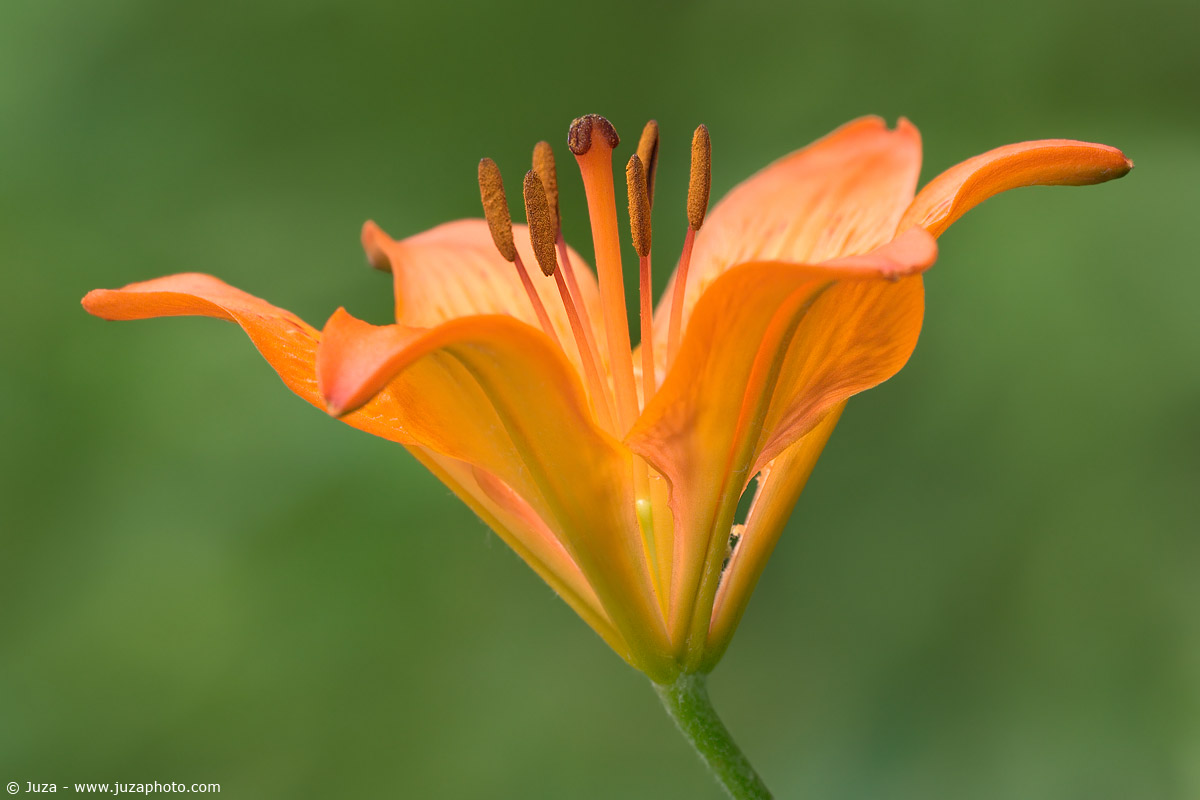 Lilium croceum, 001540