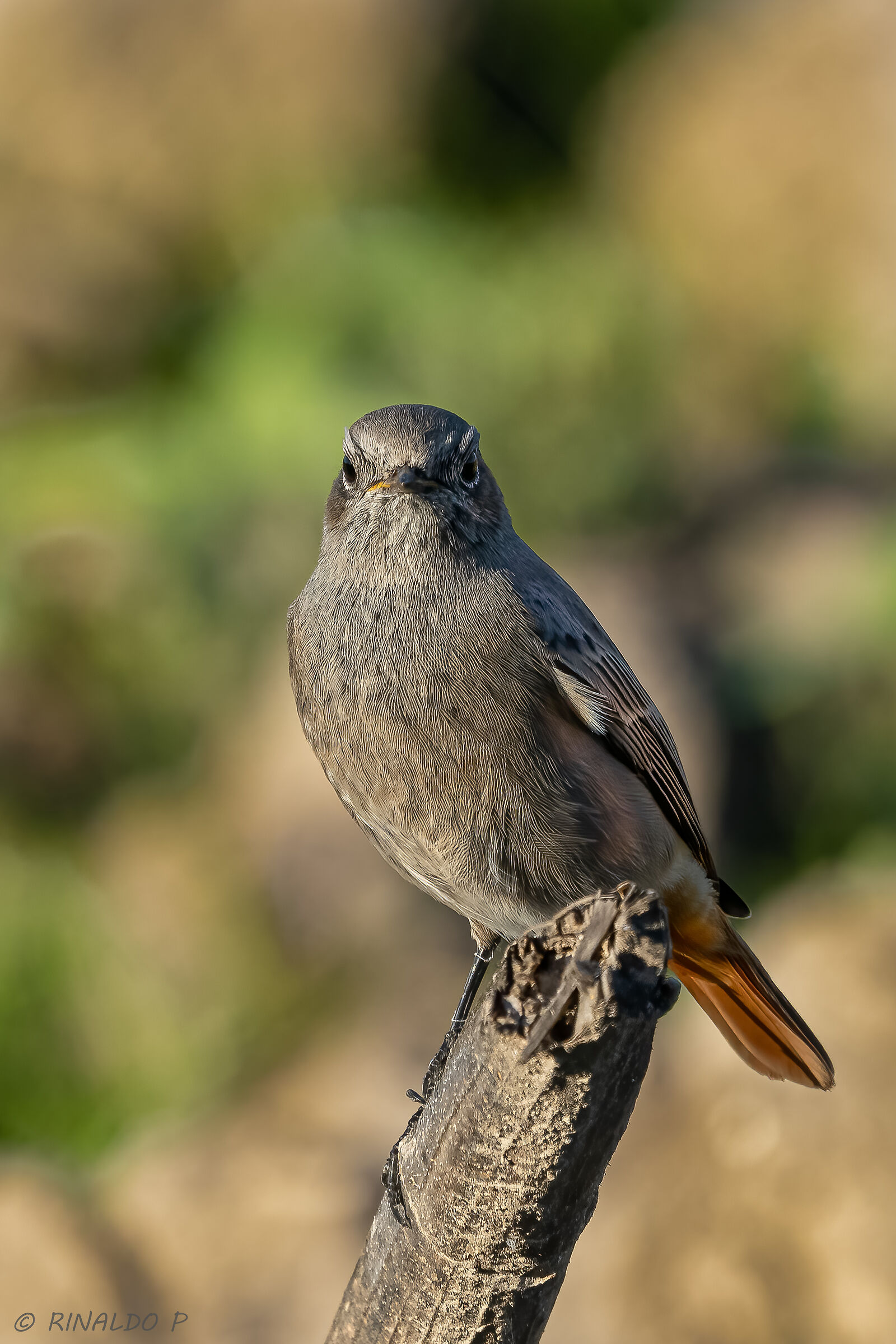 Giovane codirosso spazzacamino
