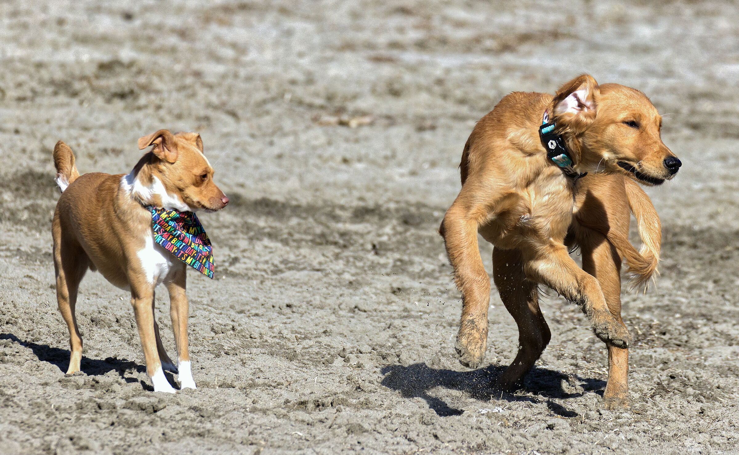 Oh, giovane e sciocco...