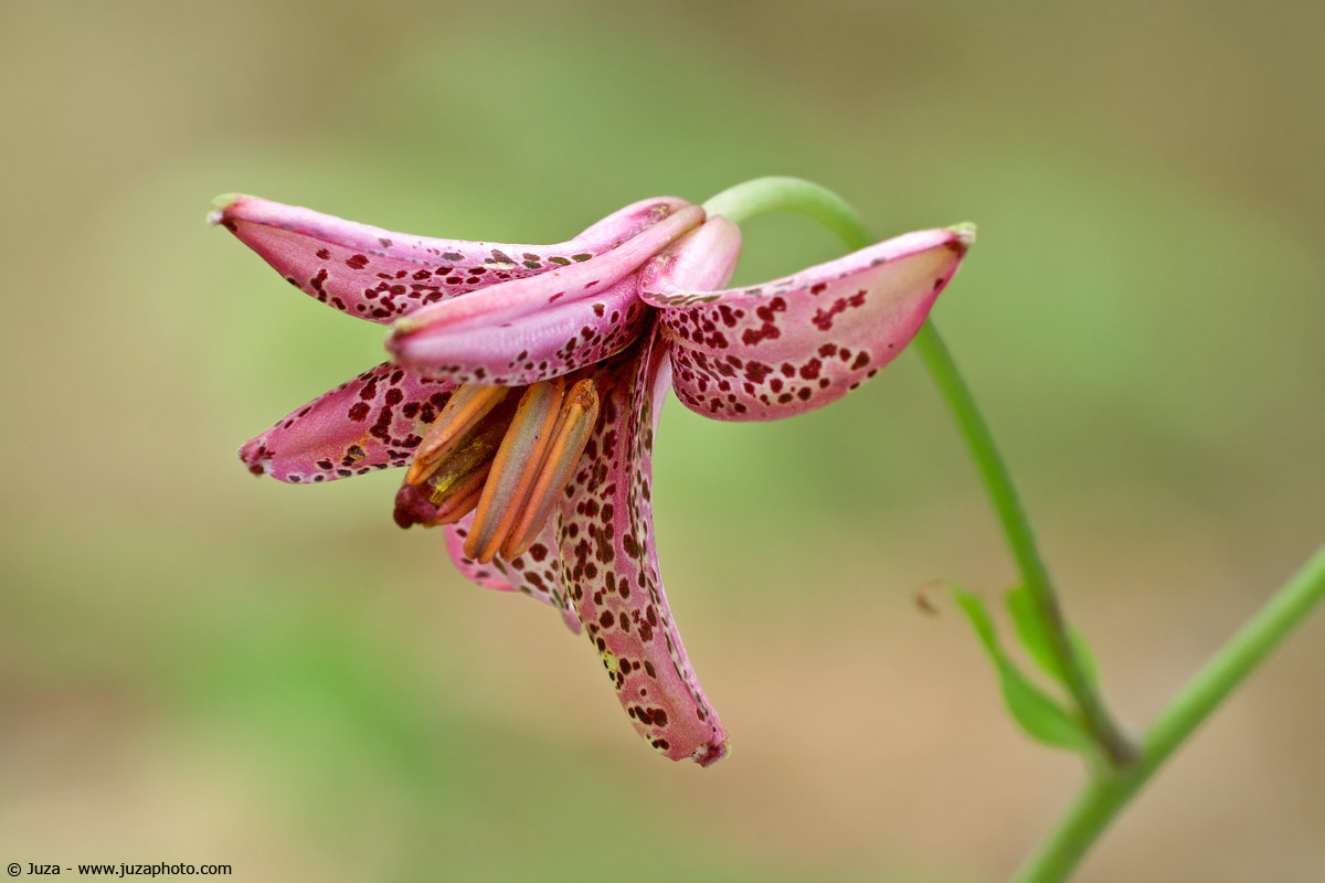 Lilium martagon, 001571