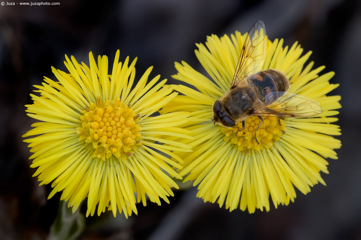 Coltsfoot Tussilago, 004858