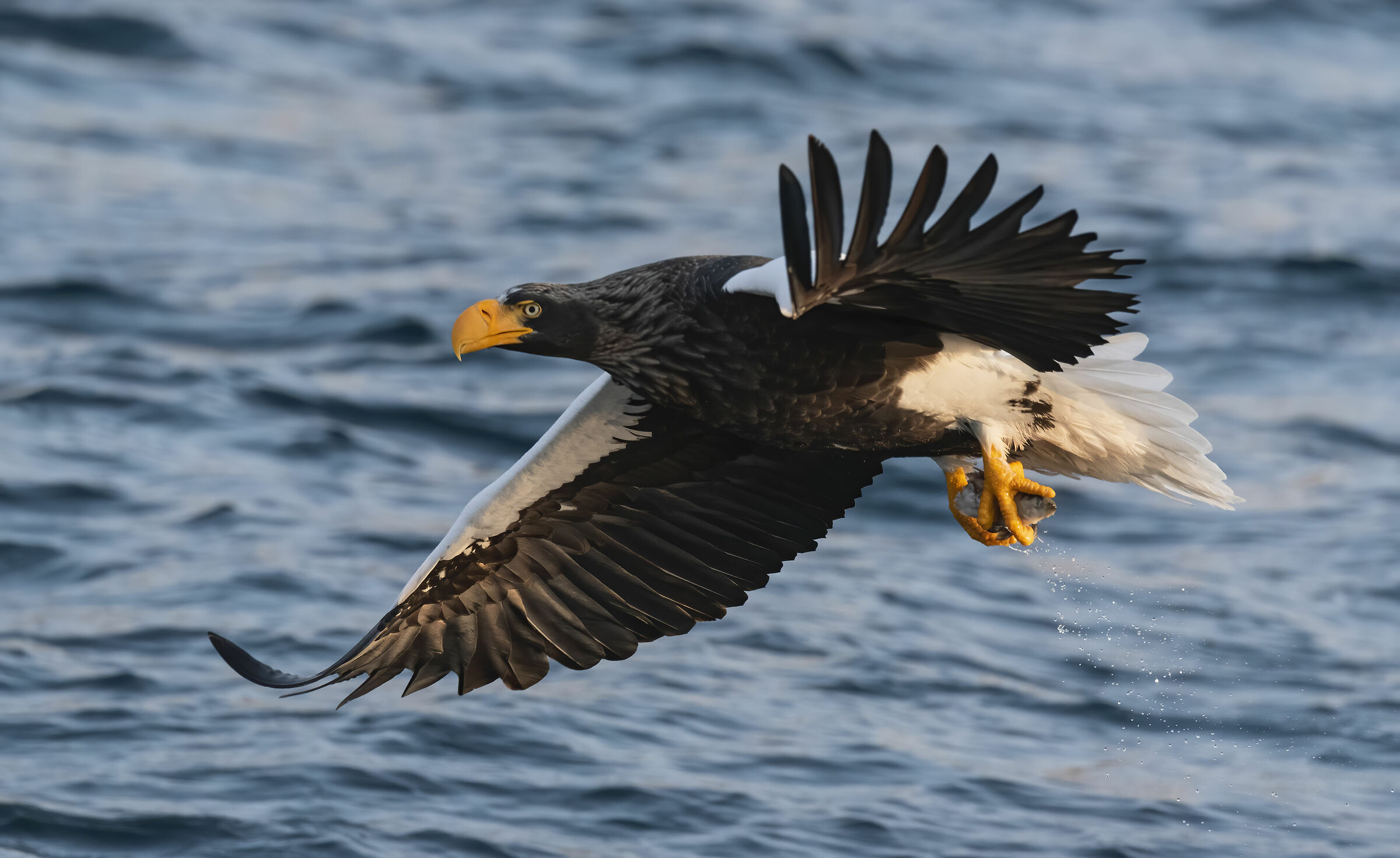 Aquila di mare di Steller (Haliaeetus pelagicus)