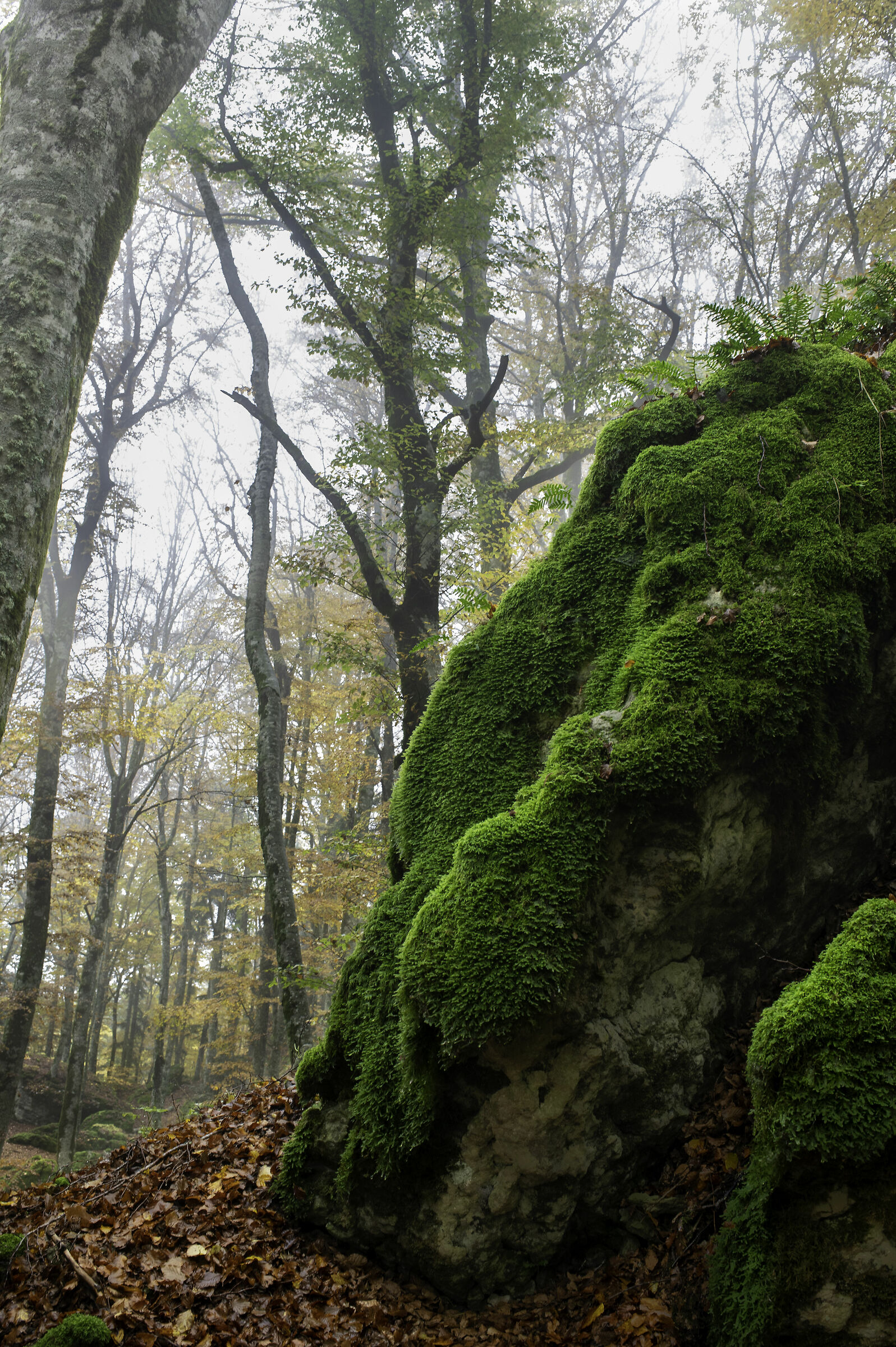 Bosco delle Fate a Verna