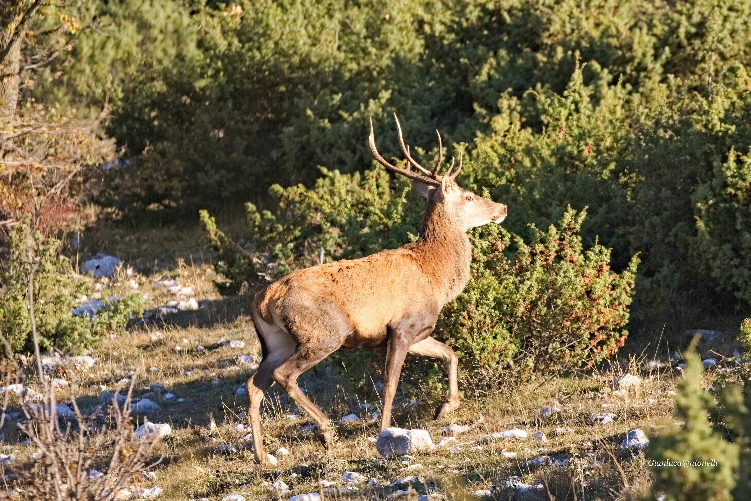 Deer