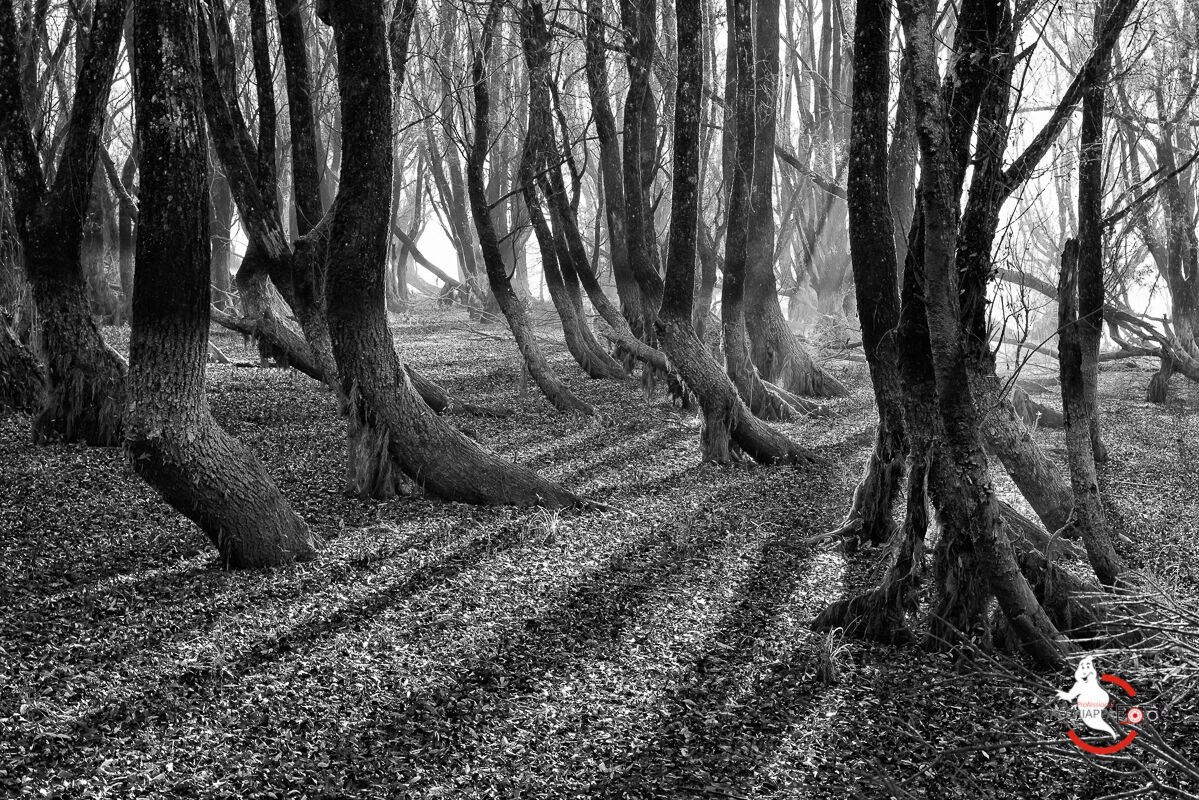 La Foresta degli Alberi Storti