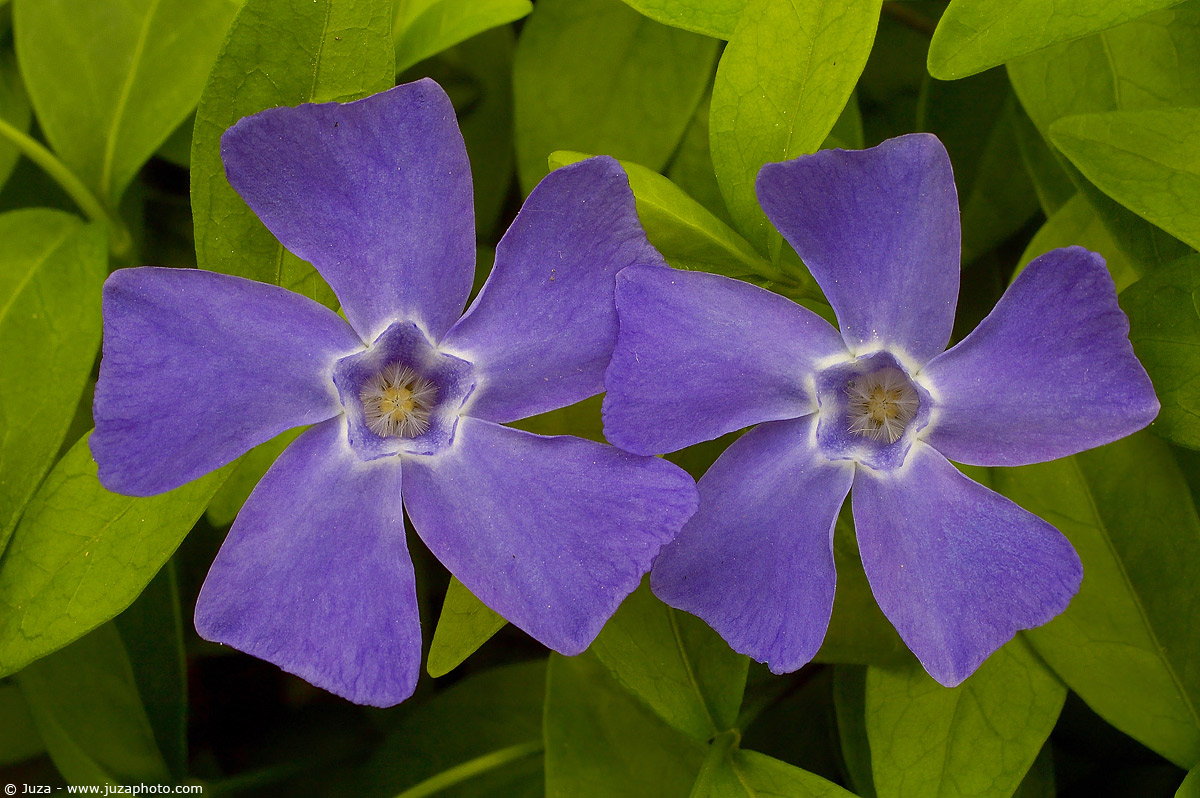 Vinca minor, 000028