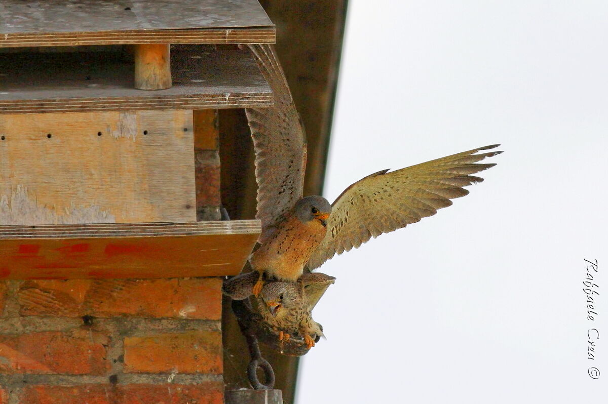 Grillai Falcons.Mating.