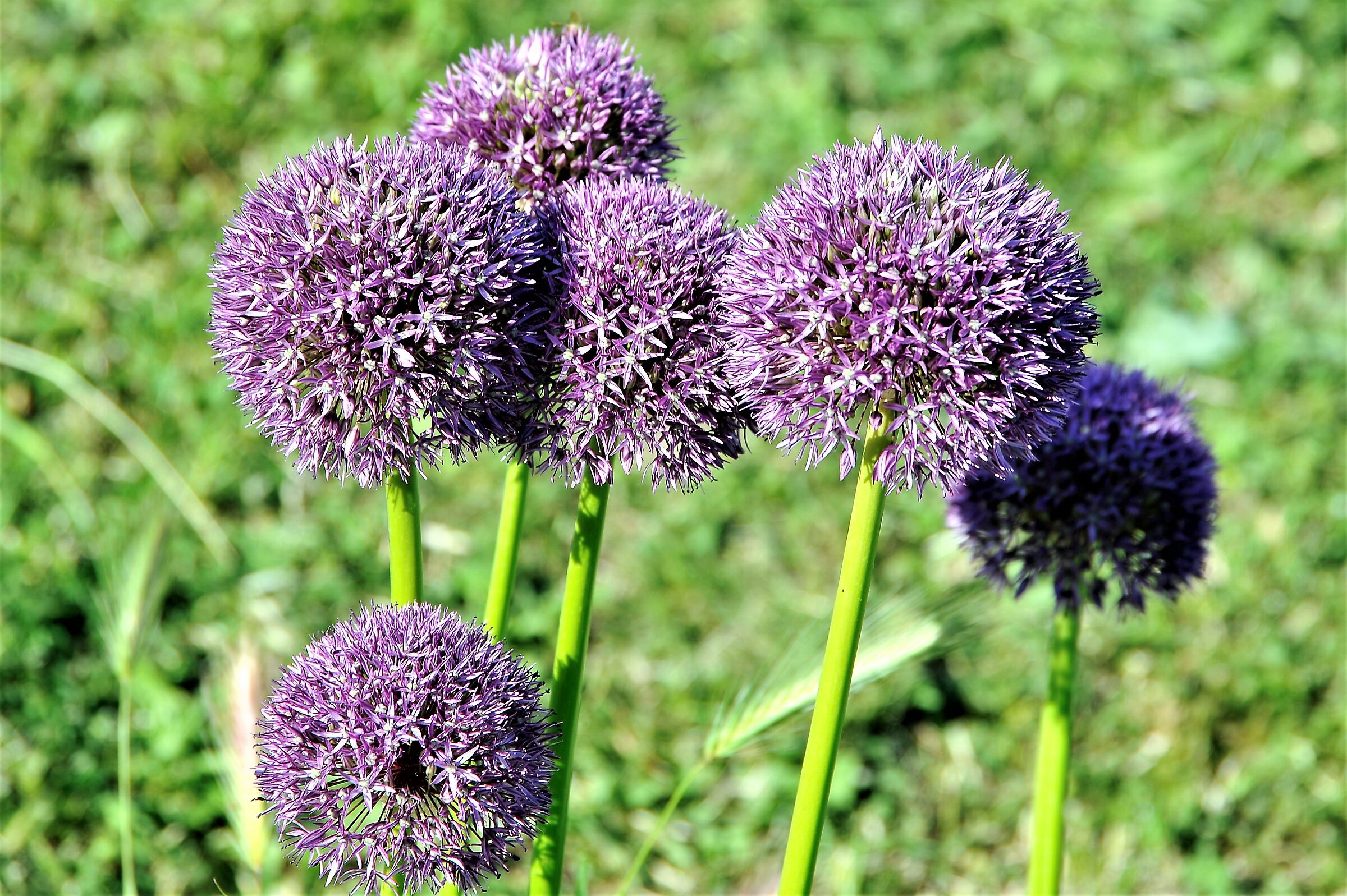 Allium Giganteum