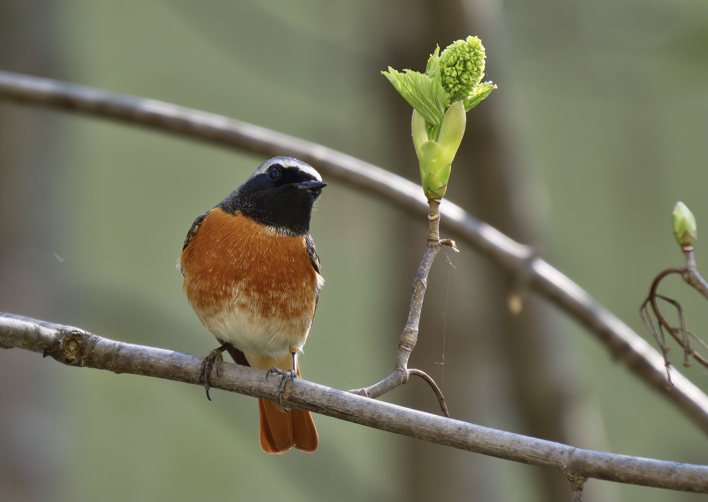 Ricordo di primavera