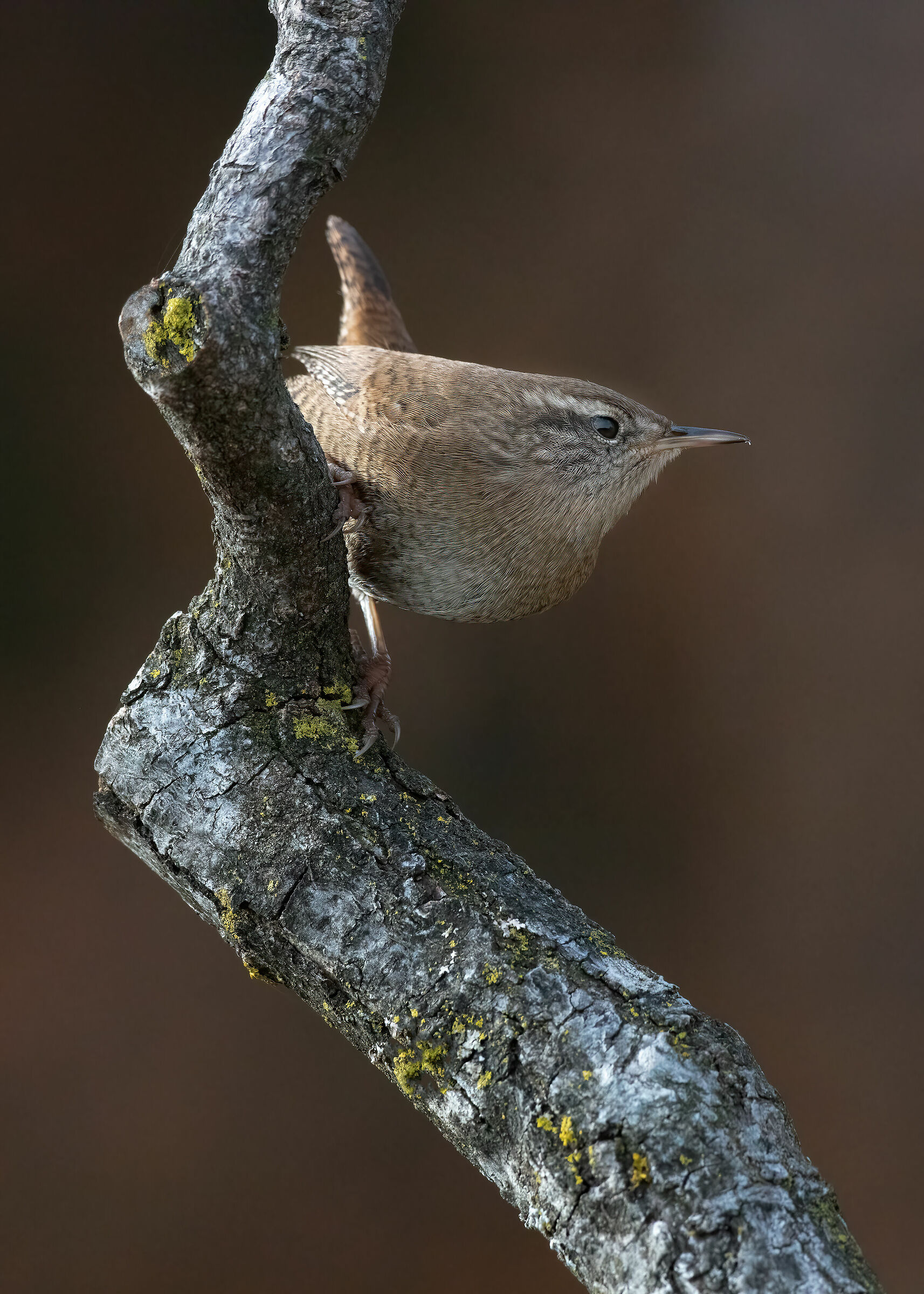 Scricciolo con postura da Picchio muratore...