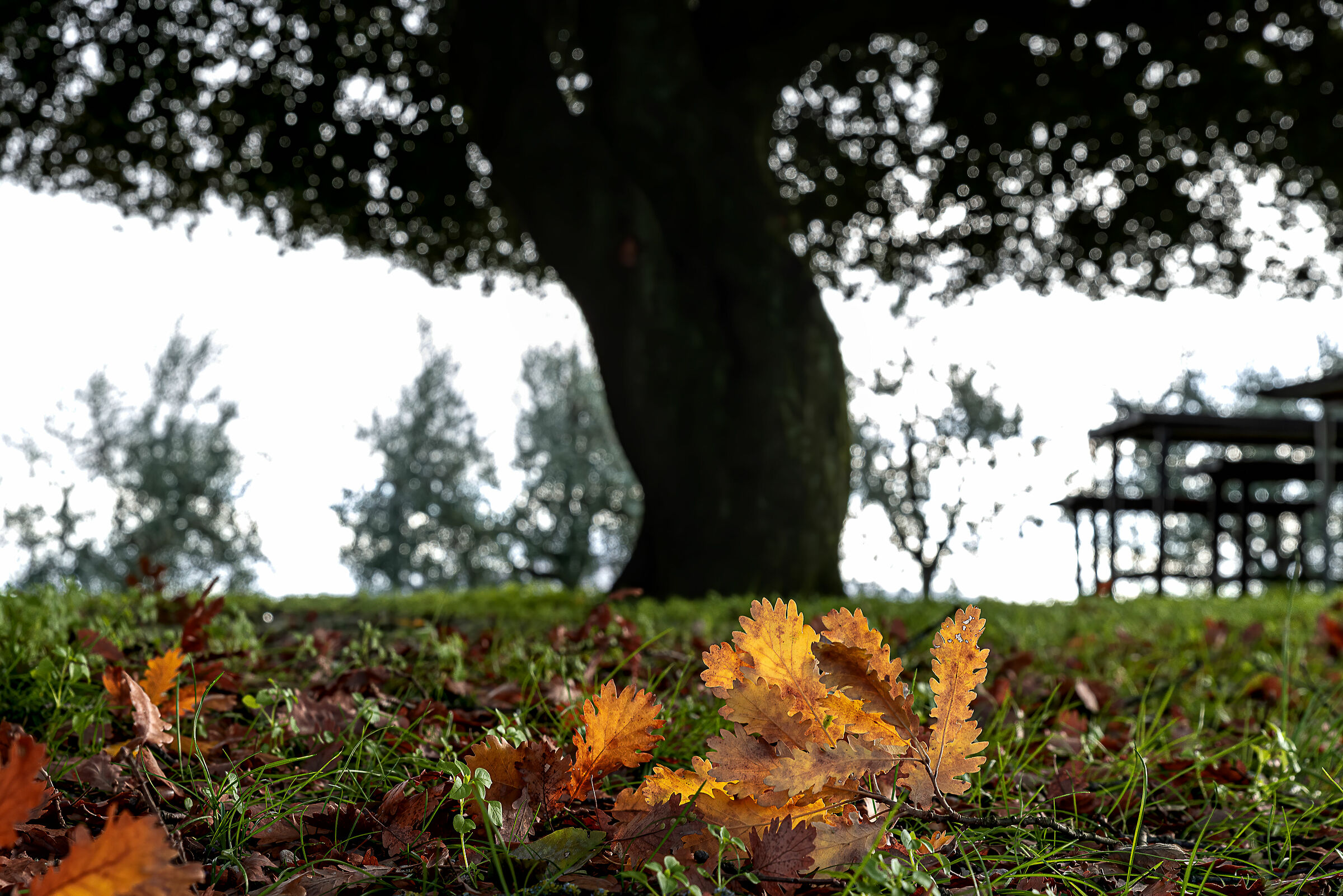 ultime foglie d'autunno