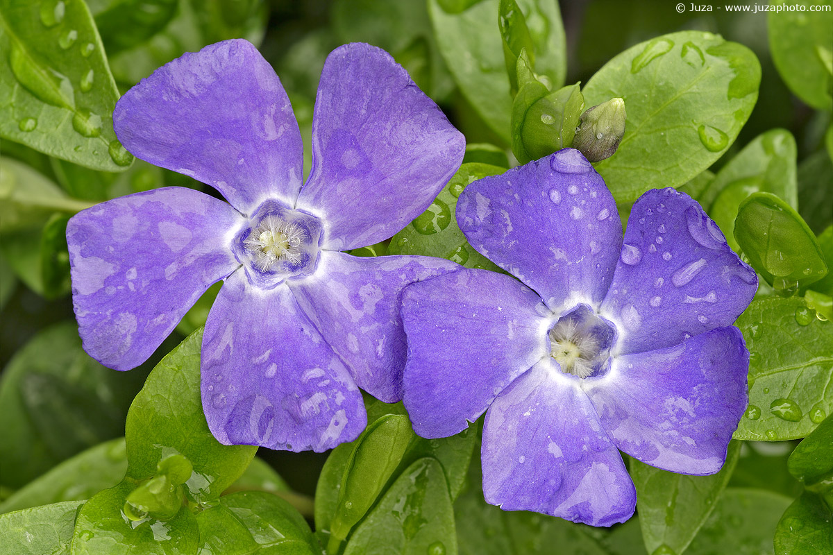Vinca minor, 001052