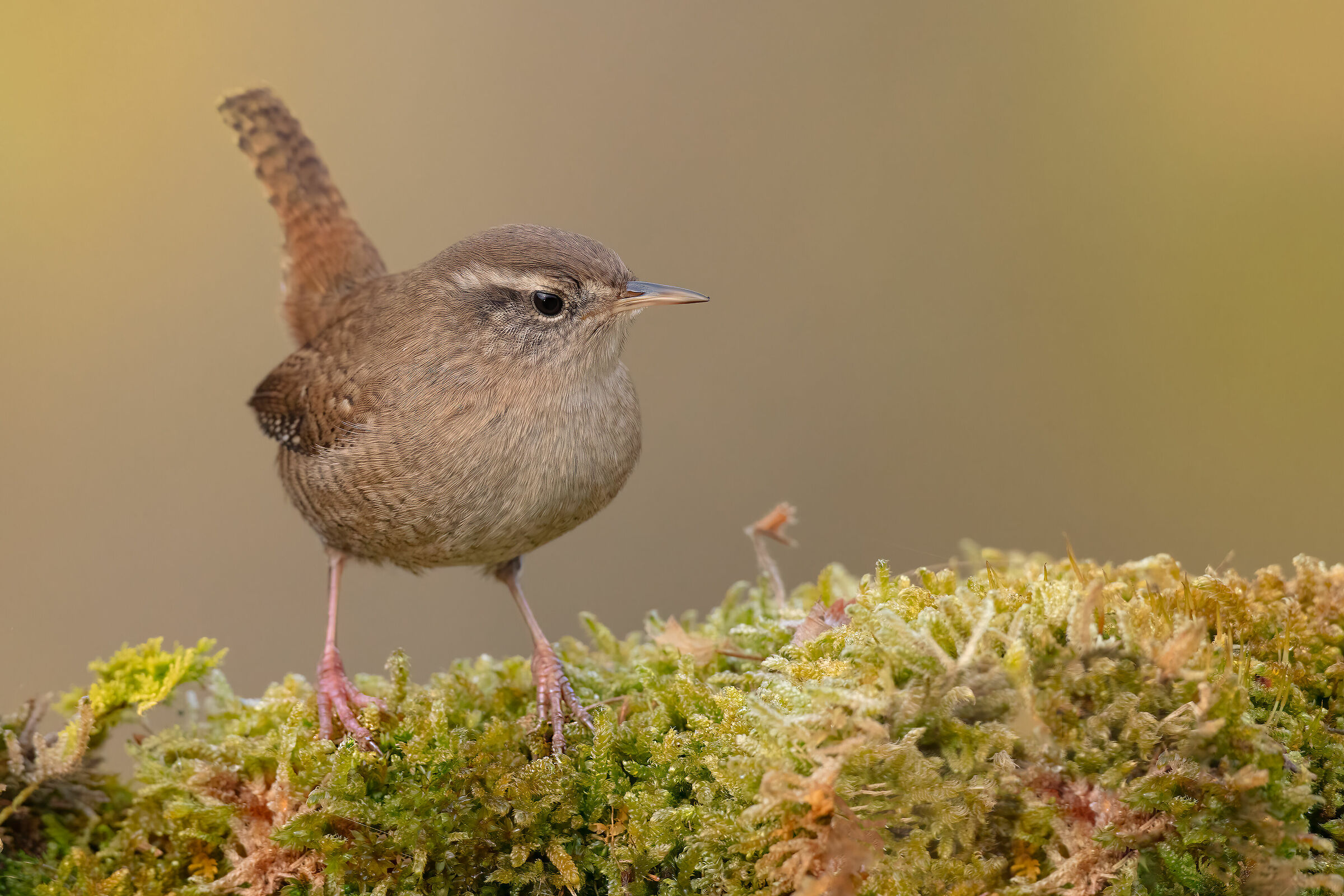 Il vivacissimo scricciolo