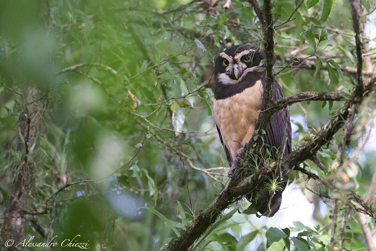 Spectacled Owl