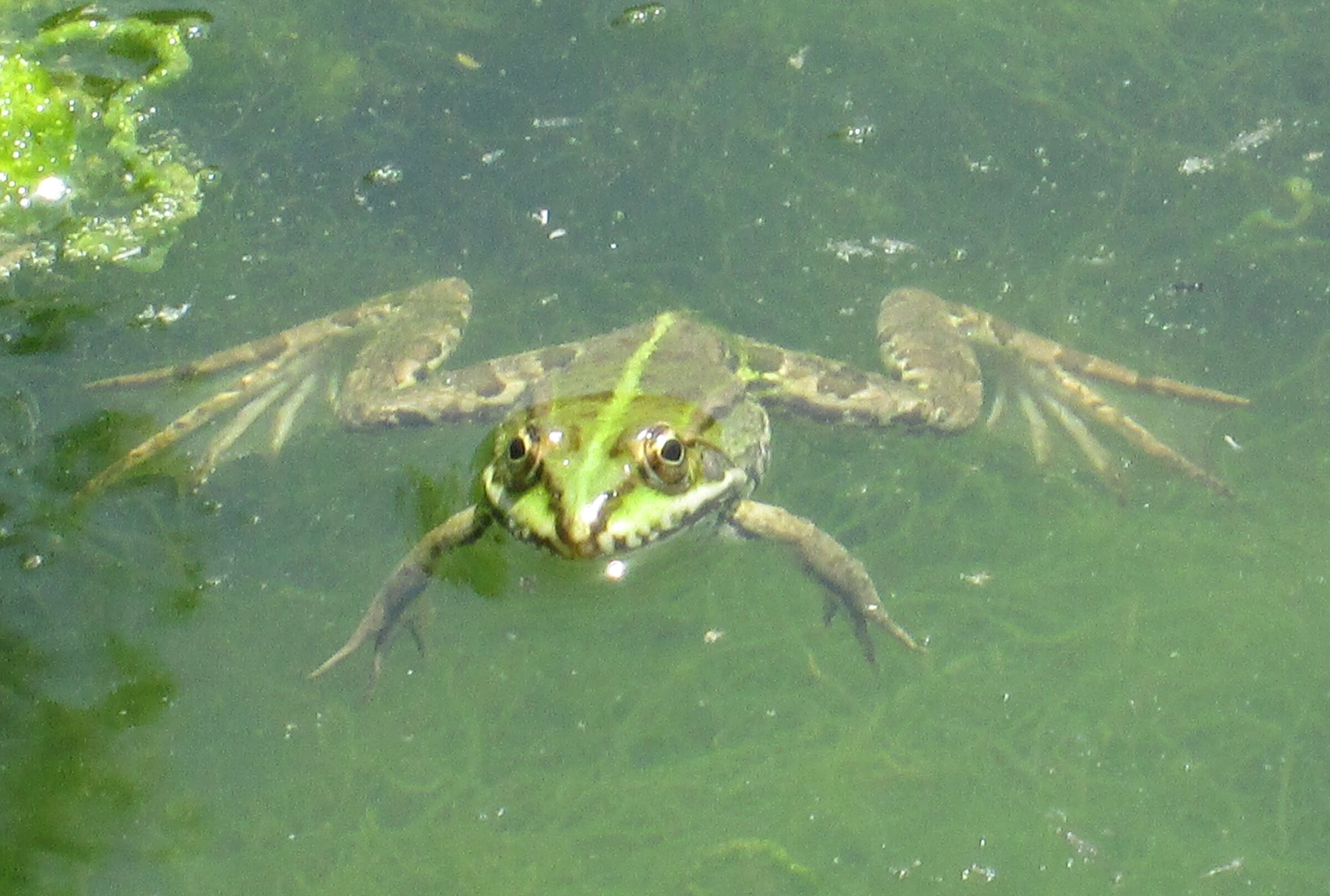 Pelophylax esculentus