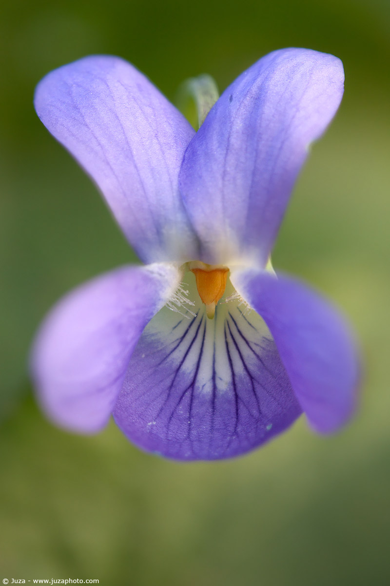 Viola canina, 004866