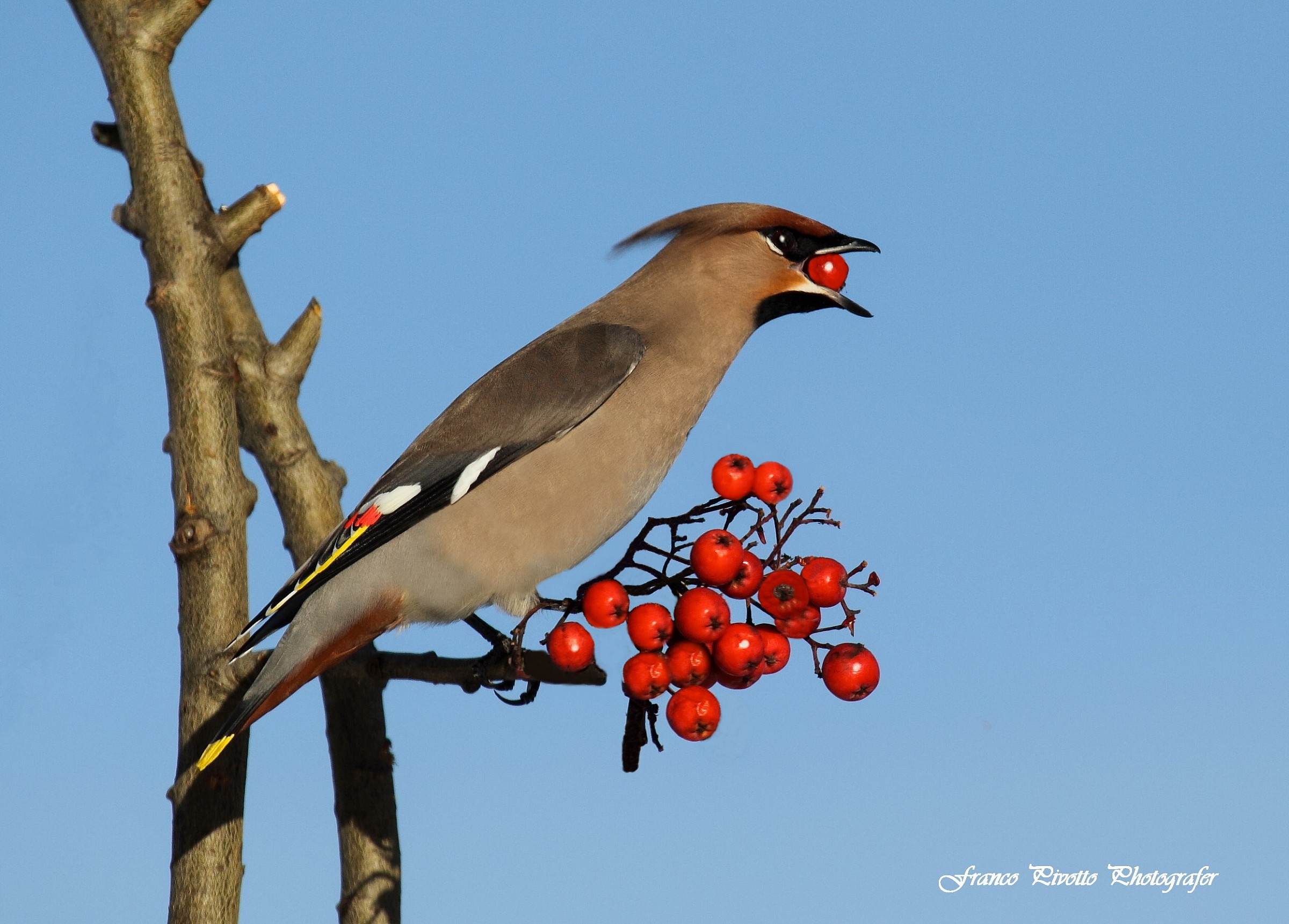 Beccofrusone su sorbo dell'uccellatore