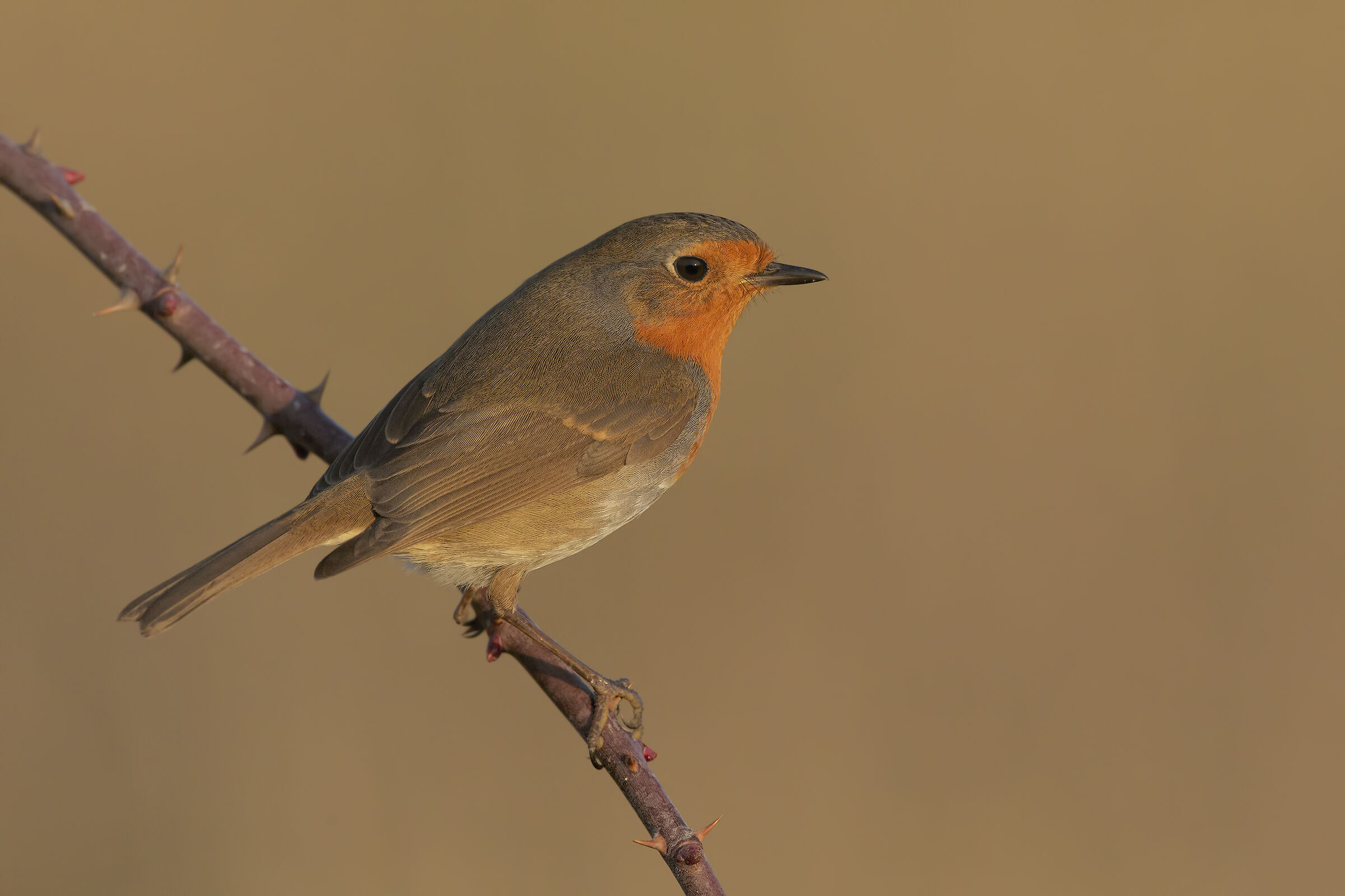 Robin