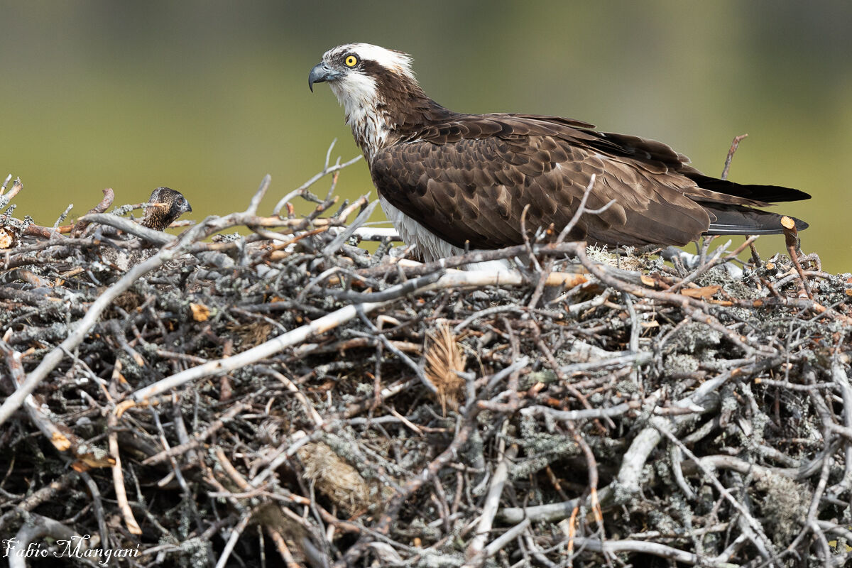 Femmina con prole -falco pescatore