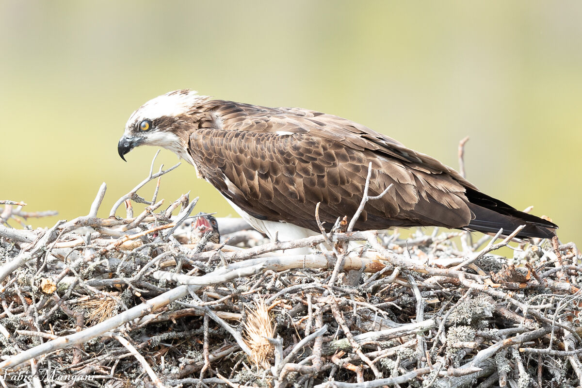 imbeccata del falco pescatore