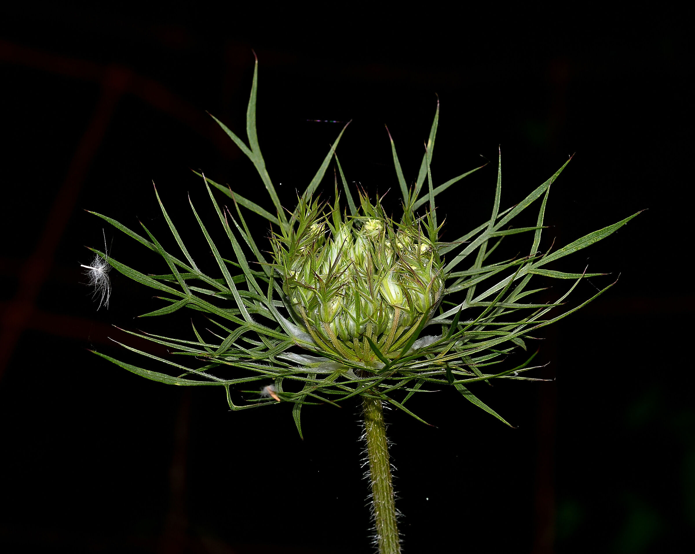 Fioritura complessa ...