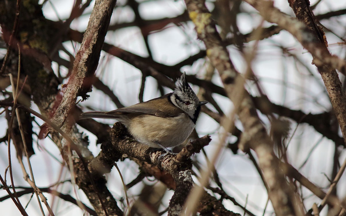 Crested Tit
