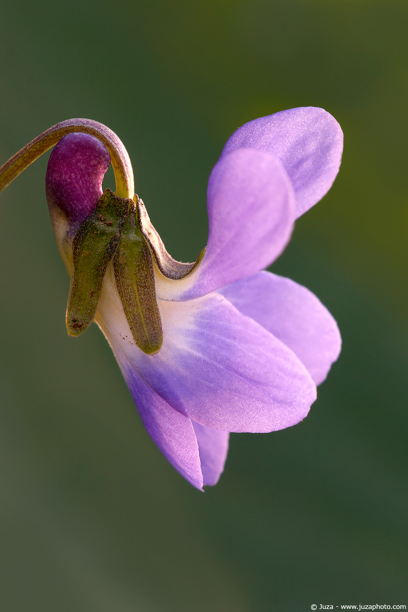 Viola canina, 004863