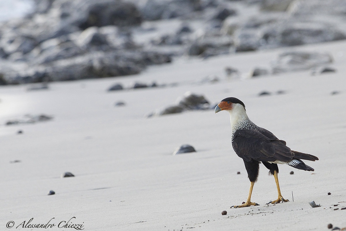 The beach of Caracara