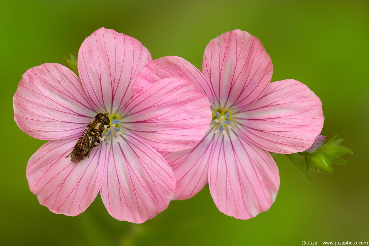 Linum viscosum, 001572