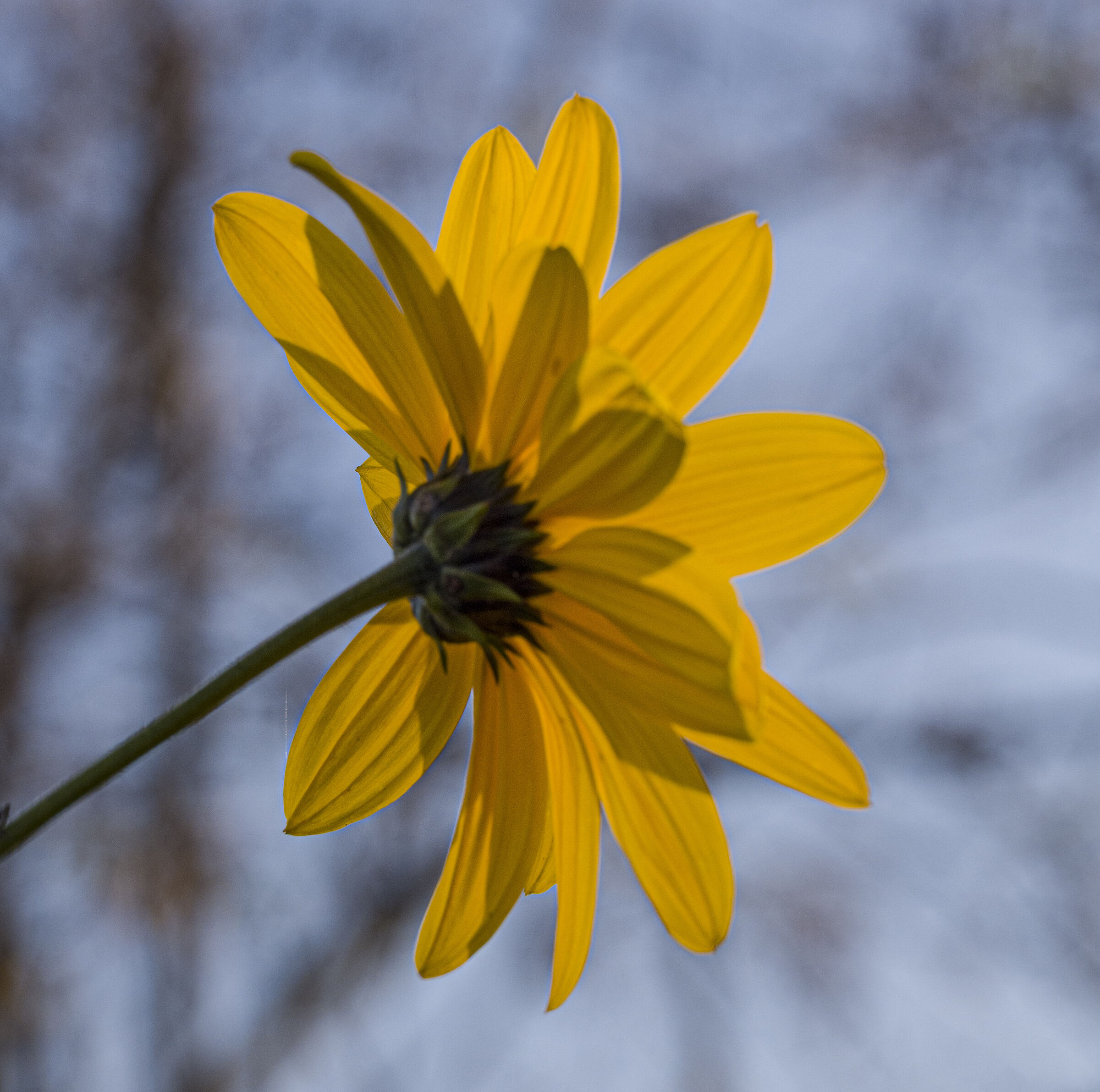 Topinambur contro il sole