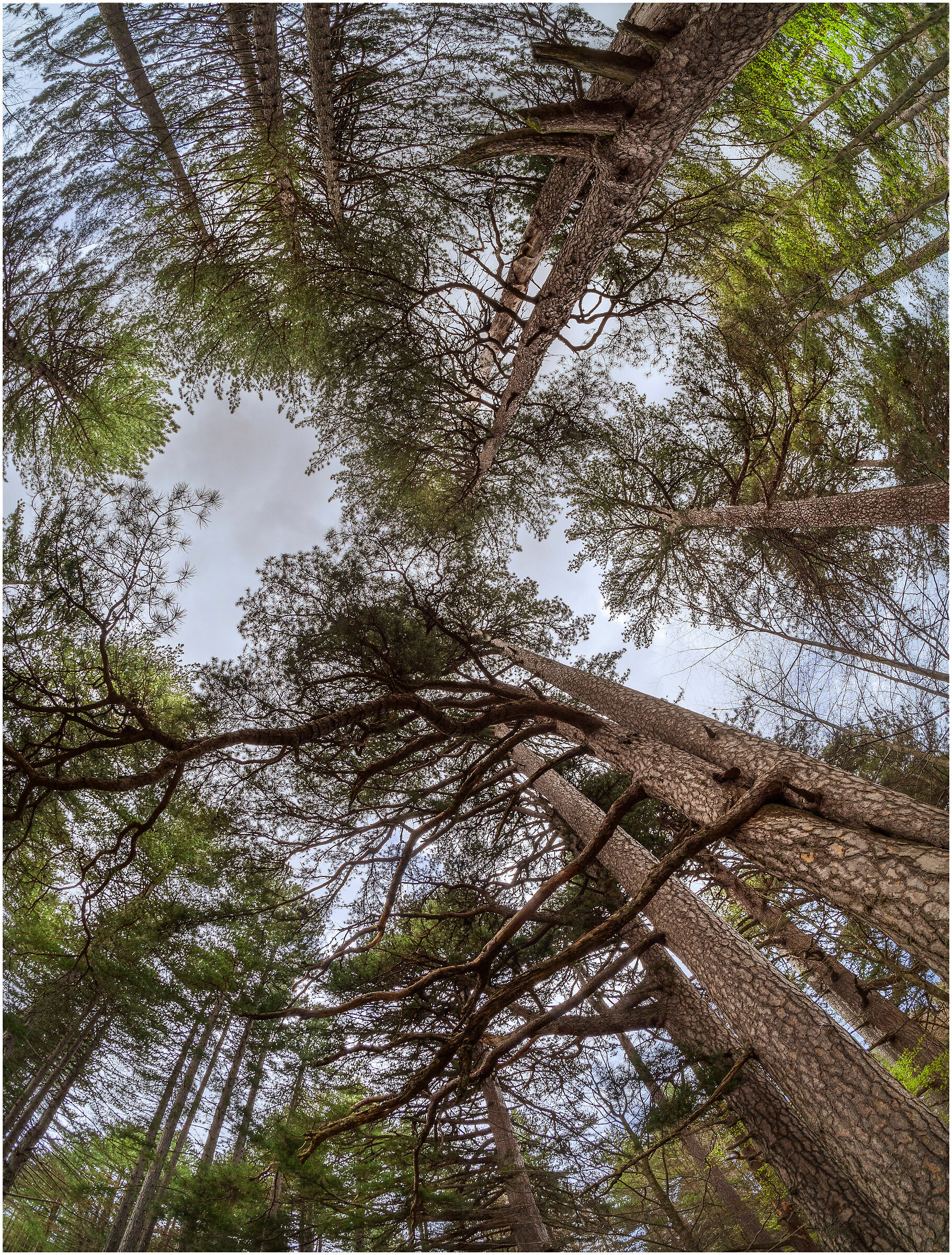 Maestosi e perciò fragili