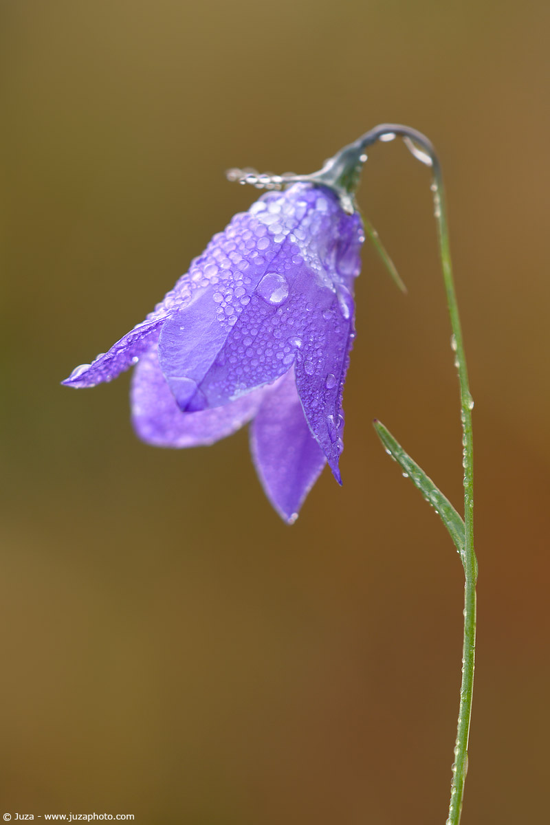 Campanula sp., 006000